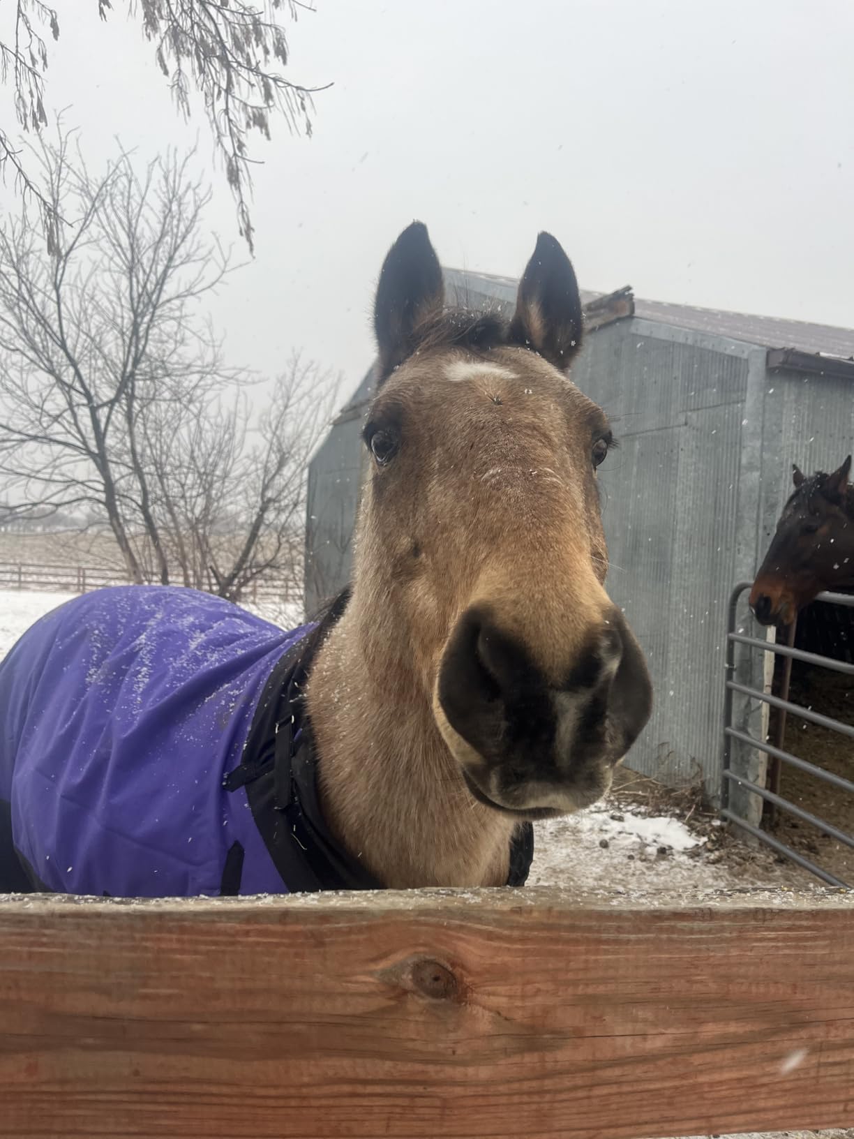 TOUGH1 1200D Turnout Blanket with SNUGGIT, 200-G, Hunter Green, 81-in customer photo 2