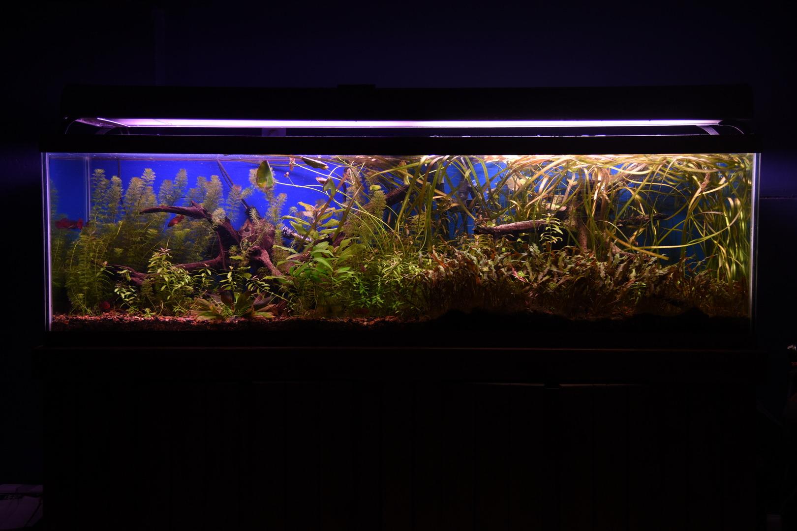 Fluval FX6 High Performance Aquarium Filter, up to 400 Gal. customer photo 2