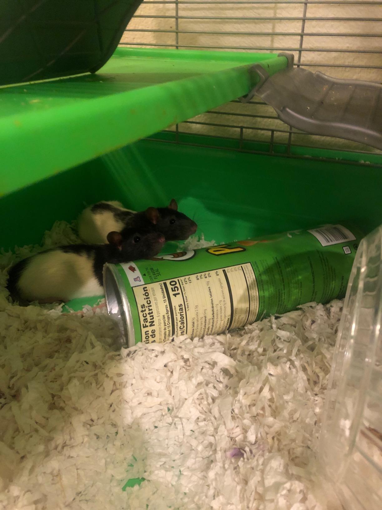 Kaytee My First Home Multi-Level Exotics Habitat for Pet Chinchillas, Rats, Degus, Sugar Gliders and Other Exotic Small Animals customer photo 1