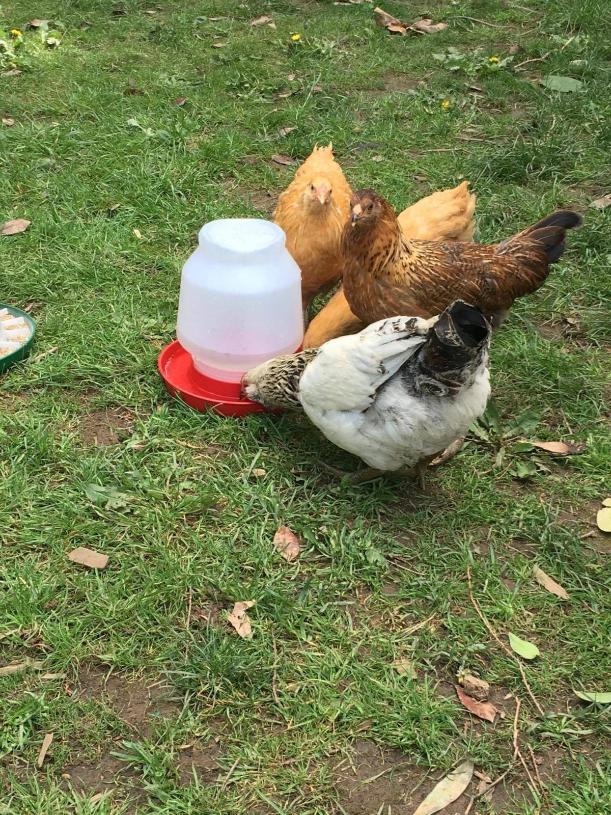 Little Giant® Complete Plastic Poultry Fount | Heavy Duty Plastic Gravity Fed Water Container Jar | Waterer for Chickens, Turkeys, Ducks & More | Made in USA | 1 Gallon | Red customer photo 1