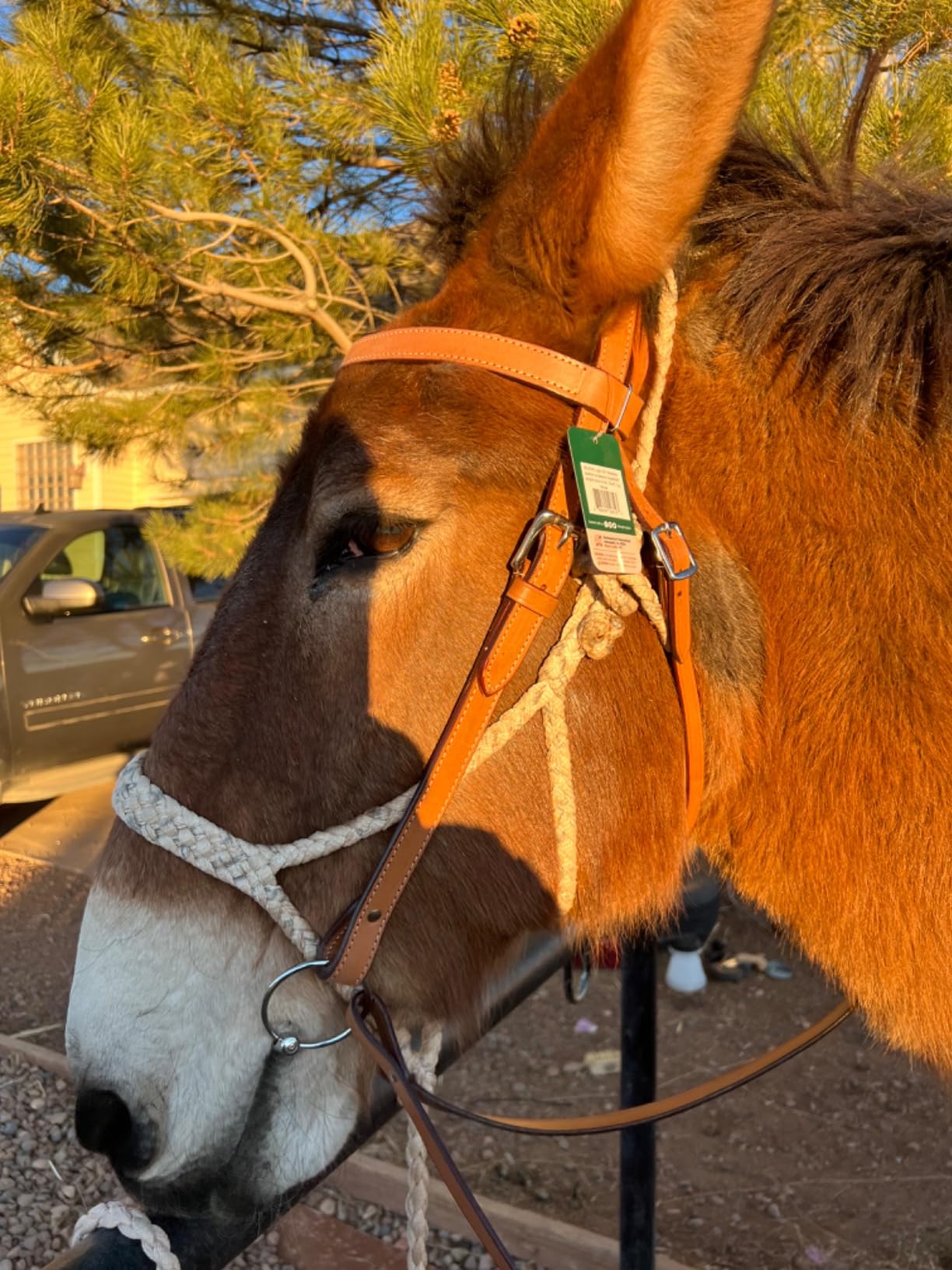 Tough 1 Western Leather Browband Draft Bridle customer photo 1