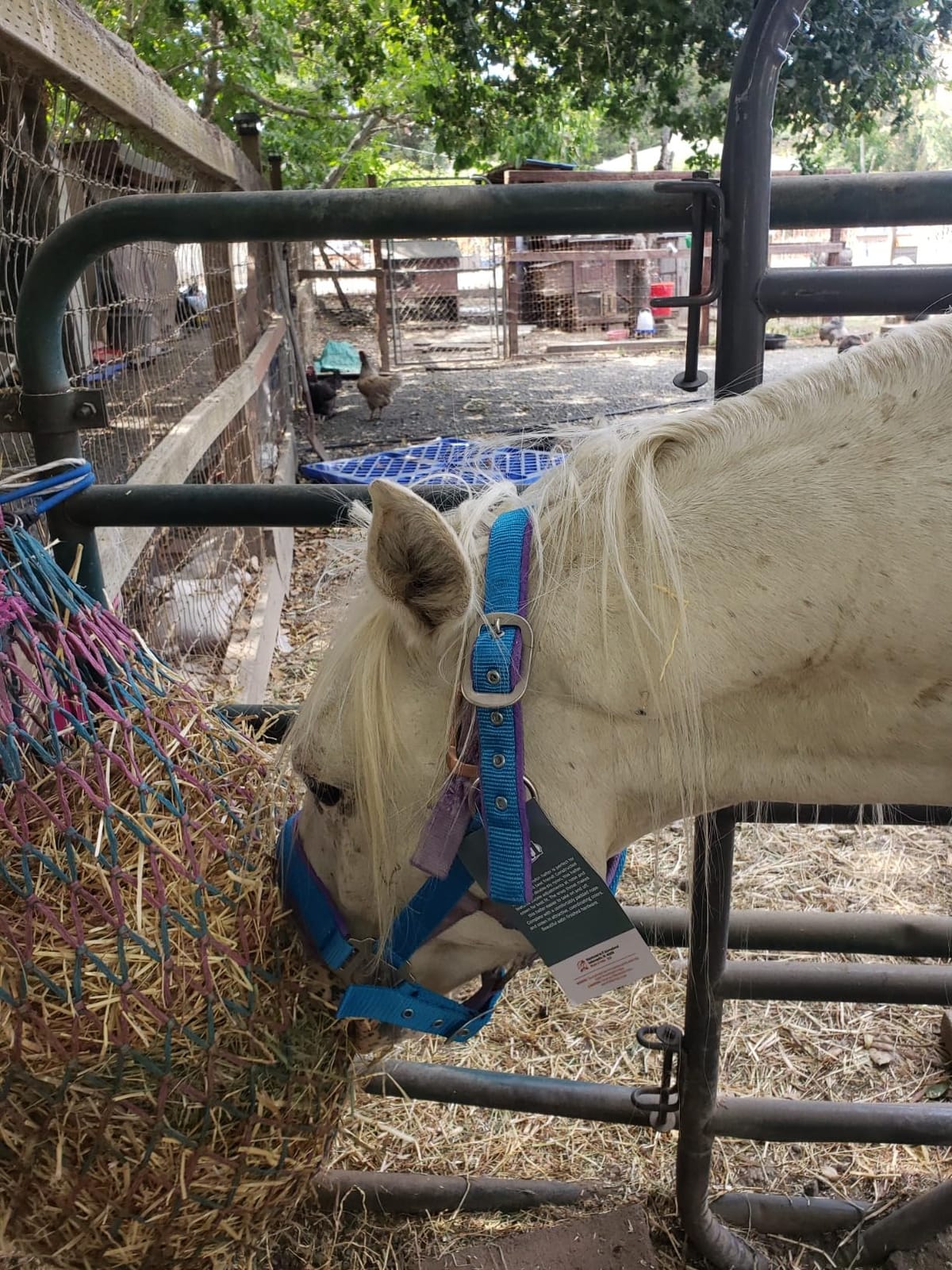 Tough1 Padded Halter with Satin Hardware customer photo 2