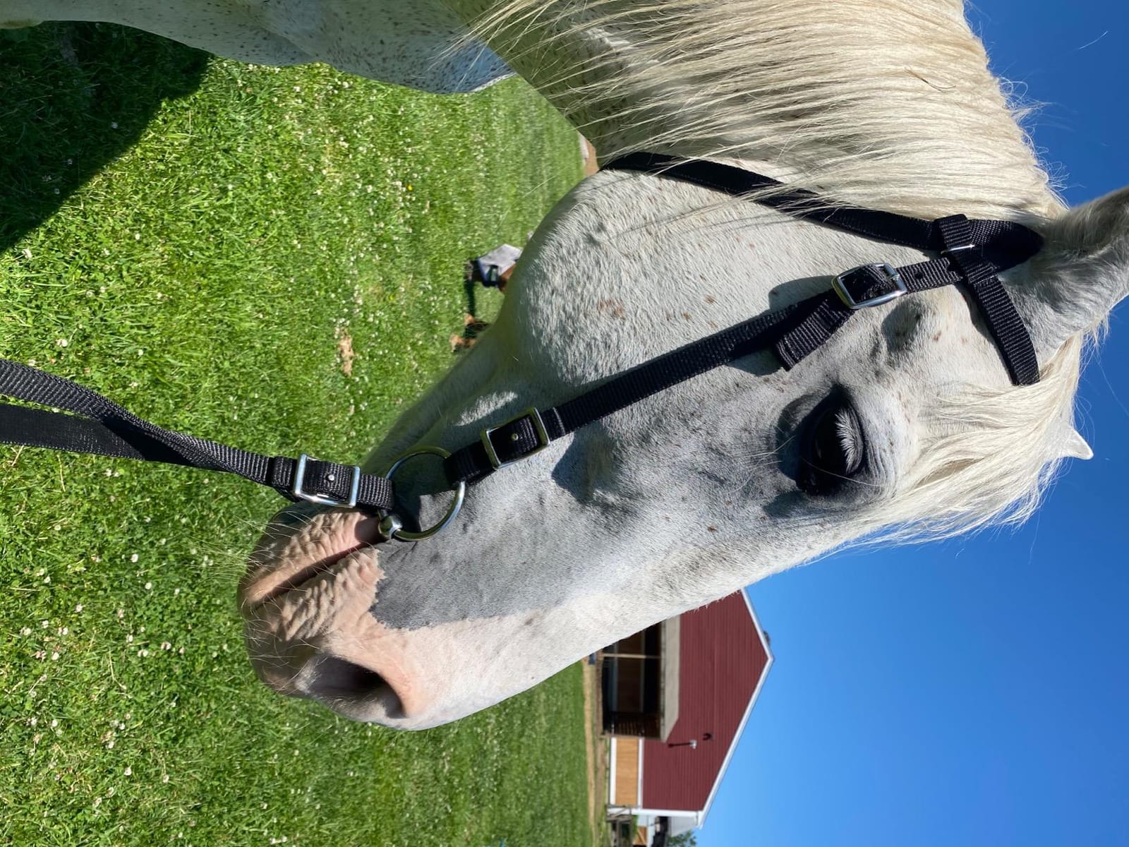 Tahoe Tack Plain Double Layer Nylon Headstall with Reins customer photo 1