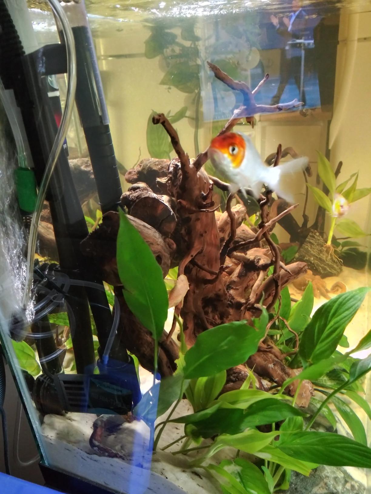 SunSun JVP-110 2.5W 528GPH Mini Wavemaker with Suction Cup (1 Head) customer photo 1