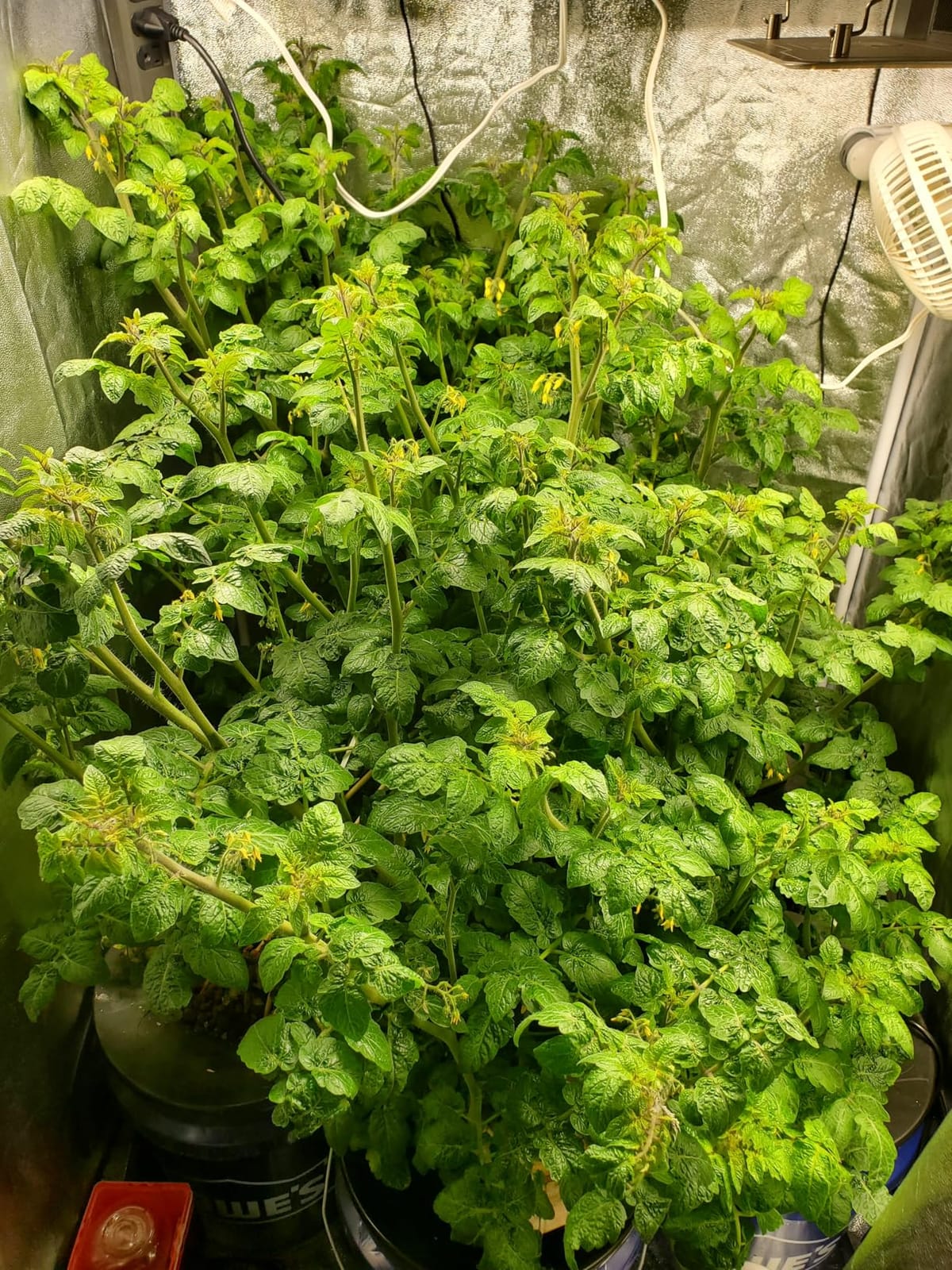 General Hydroponics MaxiGro Plant Food for Vigorous Growth, 2.2 lbs. customer photo 1