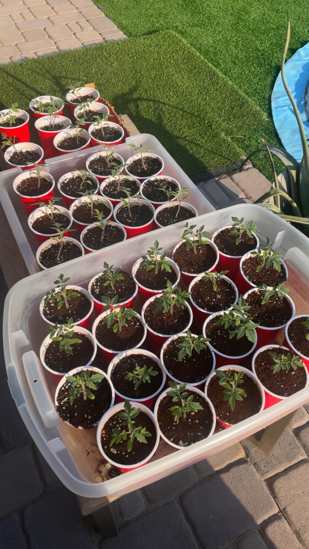 General Hydroponics MaxiGro Plant Food for Vigorous Growth, 2.2 lbs. customer photo 2