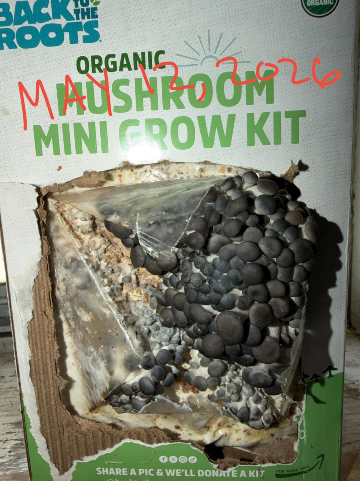 Back to the Roots Organic Mini Mushroom Grow Kit, Harvest Gourmet Oyster Mushrooms In 10 days, Top Gardening Gift, Holiday Gift, & Unique Gift customer photo 2
