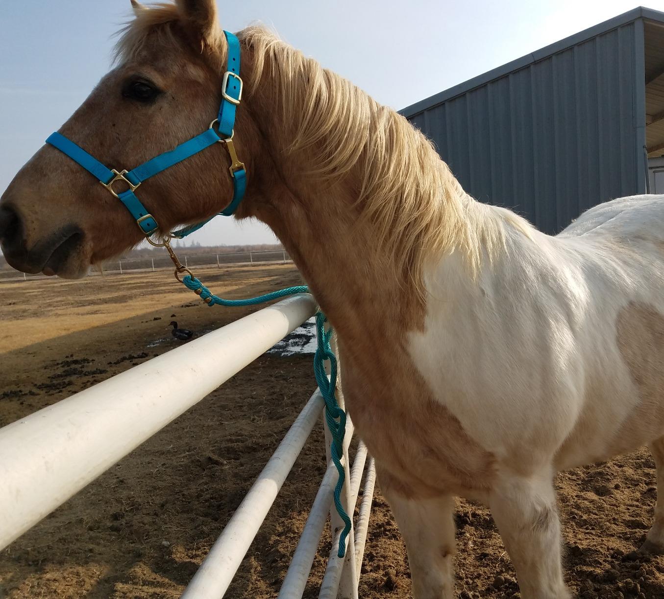 Weaver Leather Nylon Horse Halter, Padded and Adjustable, Chin and Throat Snap Hook Halters for Horses, Brass Plated Halters for Training customer photo 1
