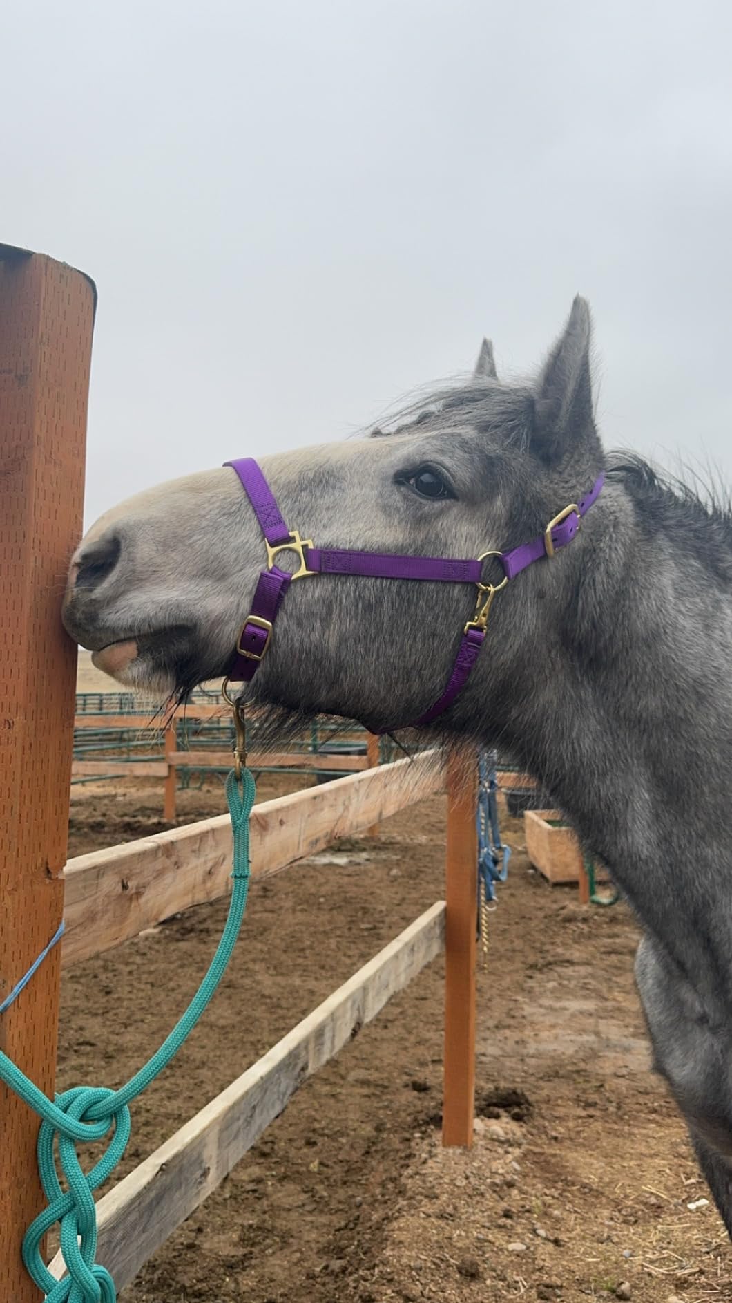 Weaver Leather Nylon Horse Halter, Padded and Adjustable, Chin and Throat Snap Hook Halters for Horses, Brass Plated Halters for Training customer photo 2