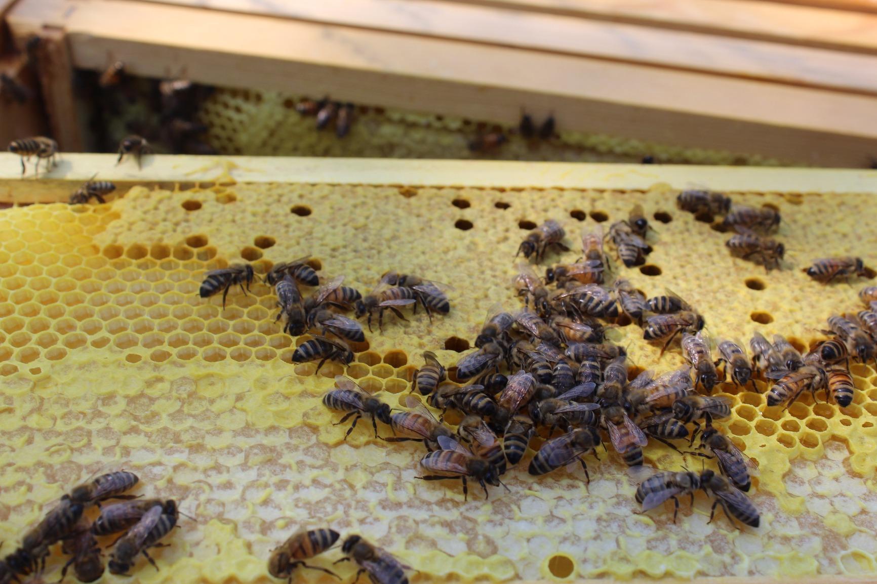 Mann Lake Queen Excluder for Beekeeping, Precision Welded Low Carbon Steel customer photo 1