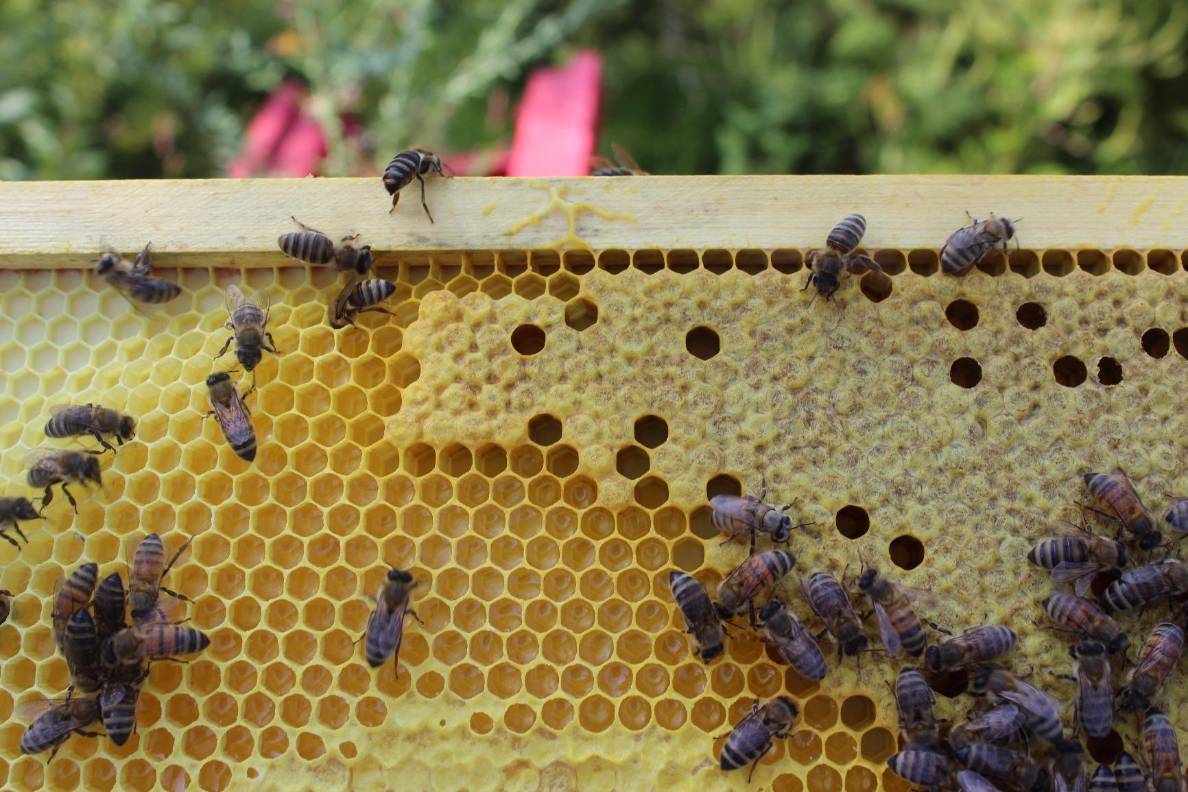 Mann Lake Queen Excluder for Beekeeping, Precision Welded Low Carbon Steel customer photo 2