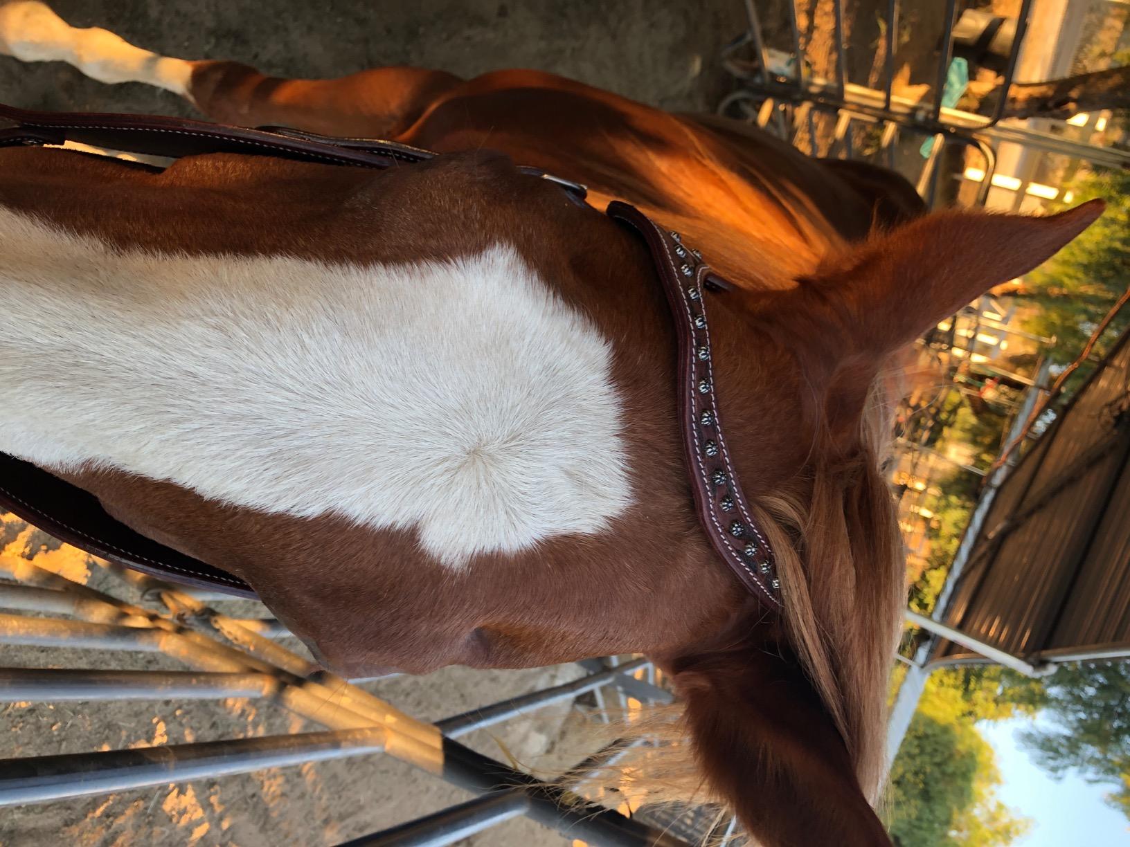 Tahoe TackKickin Country Square Browband Headstall USA Leather customer photo 1