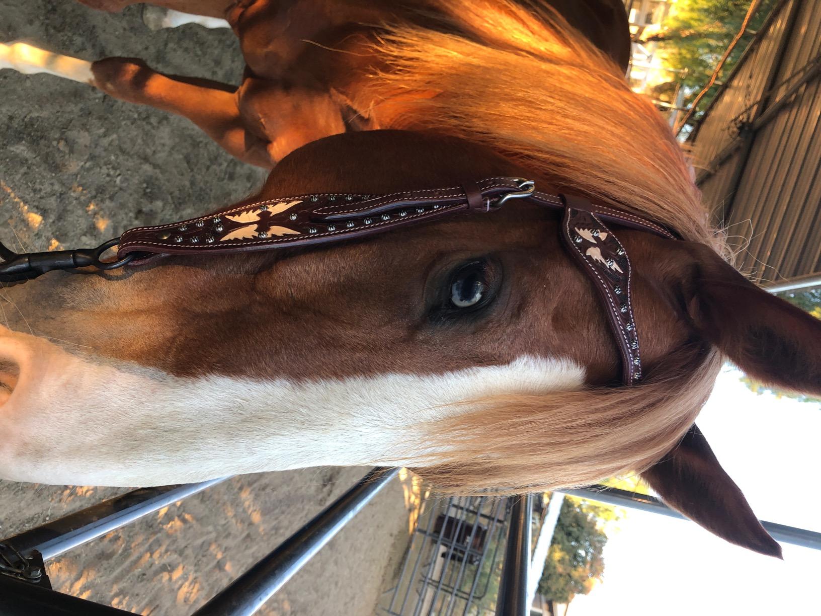 Tahoe TackKickin Country Square Browband Headstall USA Leather customer photo 2