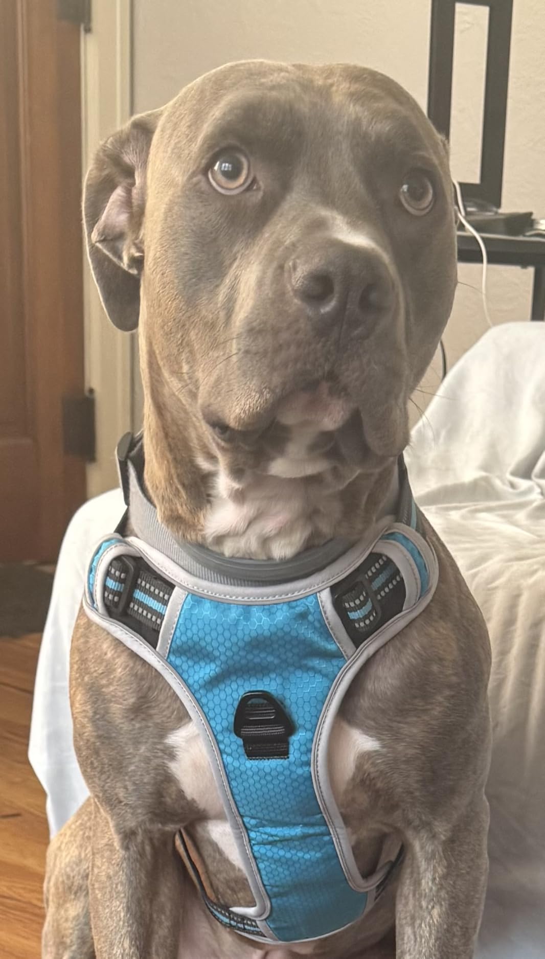 DNA MY DOG - Dog DNA Test Kit | 350+ Breeds Identified | 99%+ Accuracy | Allergy Risk Score | Personality & Behavior Insights | Results in 2-3 Weeks | customer photo 1