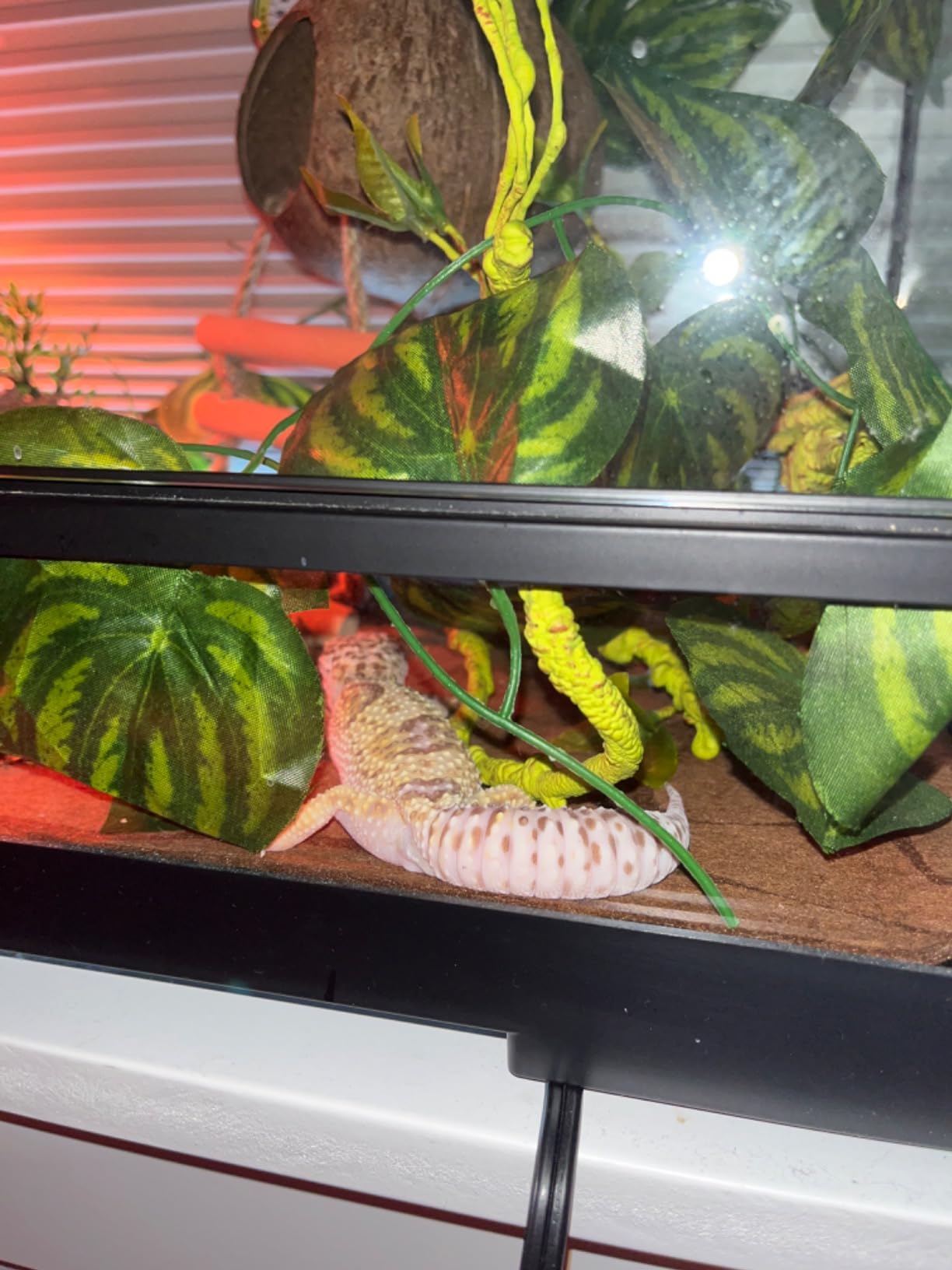 Aiicioo Reptile Heating Pad - Hermit Crab Heater Heat Mat for Reptiles Snake Lizard Terrarium 8 Watt customer photo 1