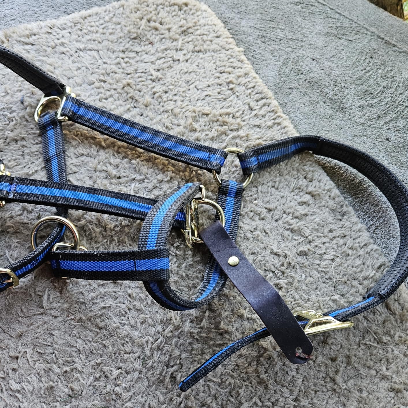 Weaver Equine Breakaway Horse Halter, Comfort Foam Padding, Adjustable Chin & Throat Snap Halters for Horses, Equine Tack,Average Size customer photo 1