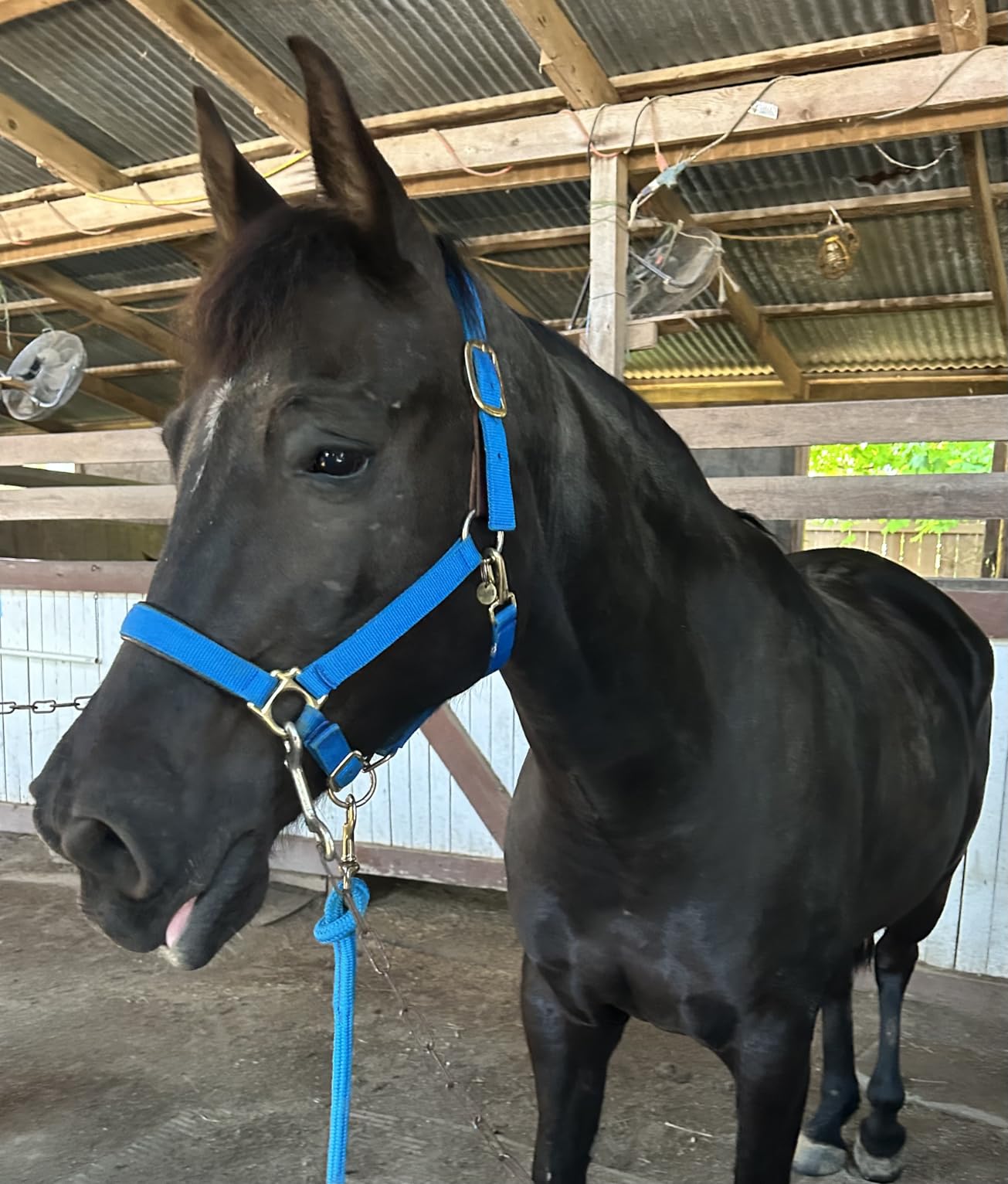 Weaver Equine Breakaway Horse Halter, Comfort Foam Padding, Adjustable Chin & Throat Snap Halters for Horses, Equine Tack,Average Size customer photo 2