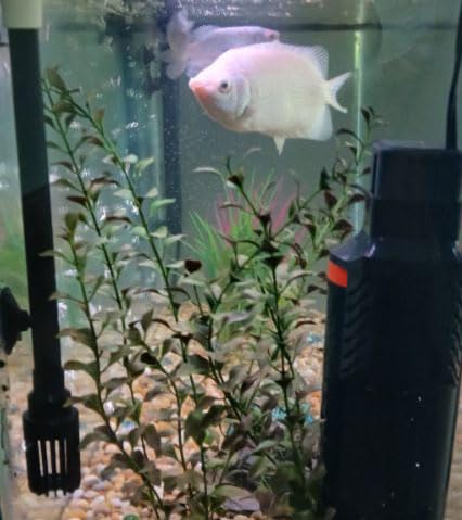 Marineland Magnum Polishing Internal Canister Filter, For Aquariums Up To 97 Gallons customer photo 2