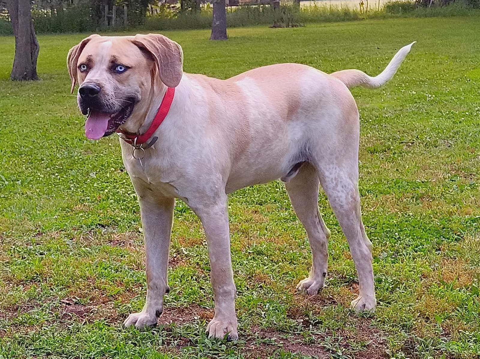 Wisdom Panel Breed Discovery Dog DNA Test Kit 430+ Breeds, MDR1 Health Test customer photo 2