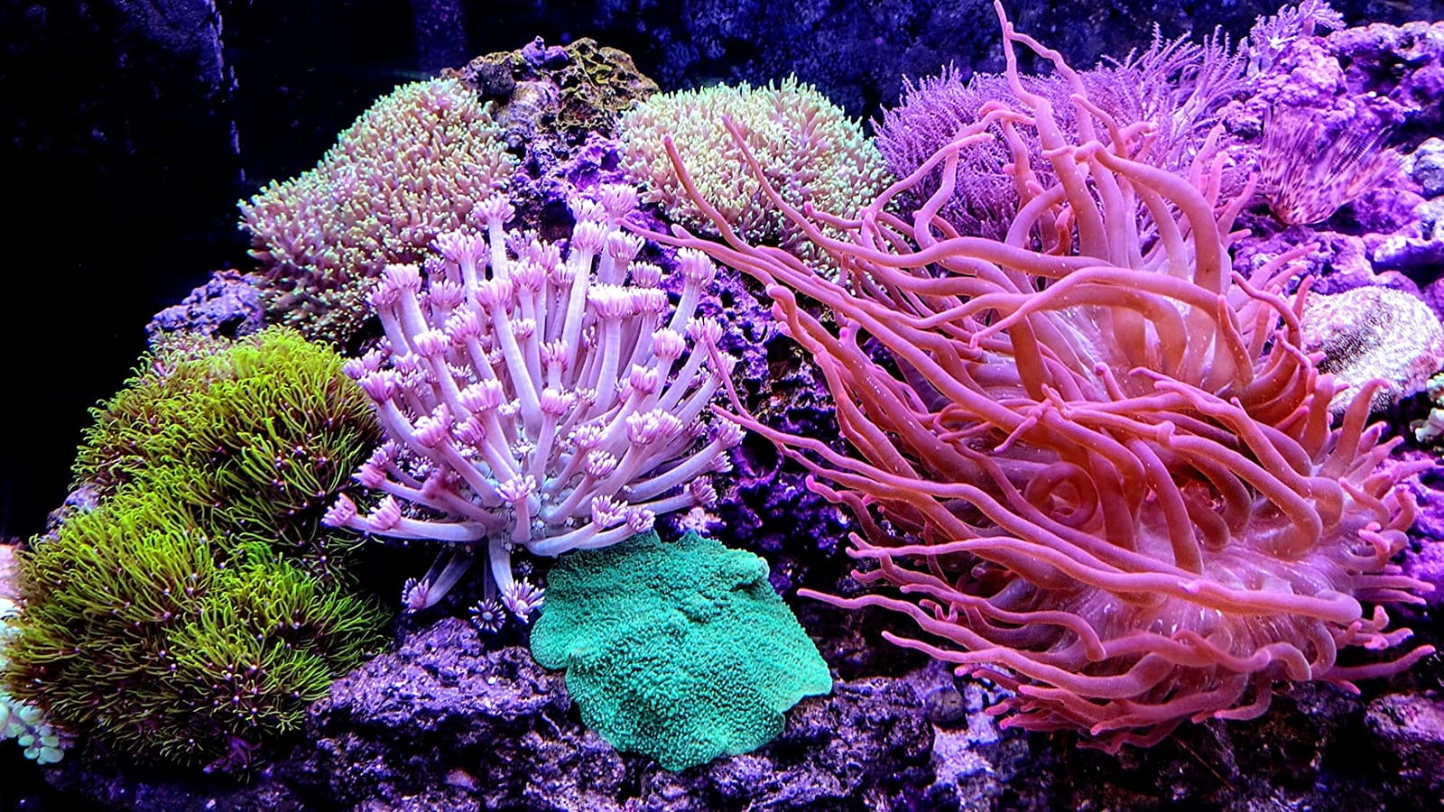 Fritz Aquatics 80243 Reef Pro Mix Complete Marine Salt, 200 Gallon customer photo 1
