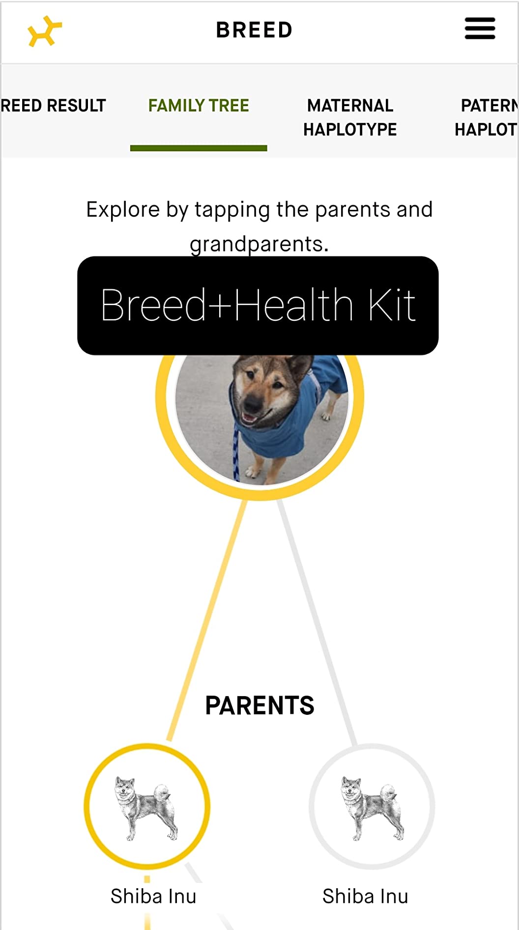 Embark Purebred Dog DNA Test - 270+ Genetic Health Conditions, 55 Physical Traits, Coefficient of Inbreeding (COI), Relatives, Breed Confirmation customer photo 1