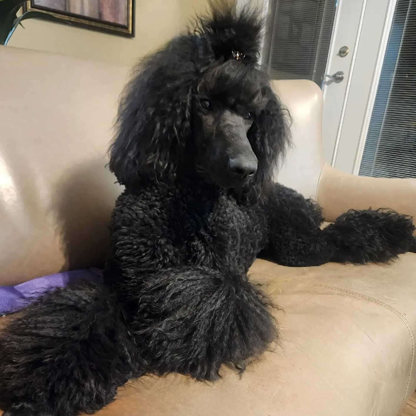 Embark Purebred Dog DNA Test - 270+ Genetic Health Conditions, 55 Physical Traits, Coefficient of Inbreeding (COI), Relatives, Breed Confirmation customer photo 2