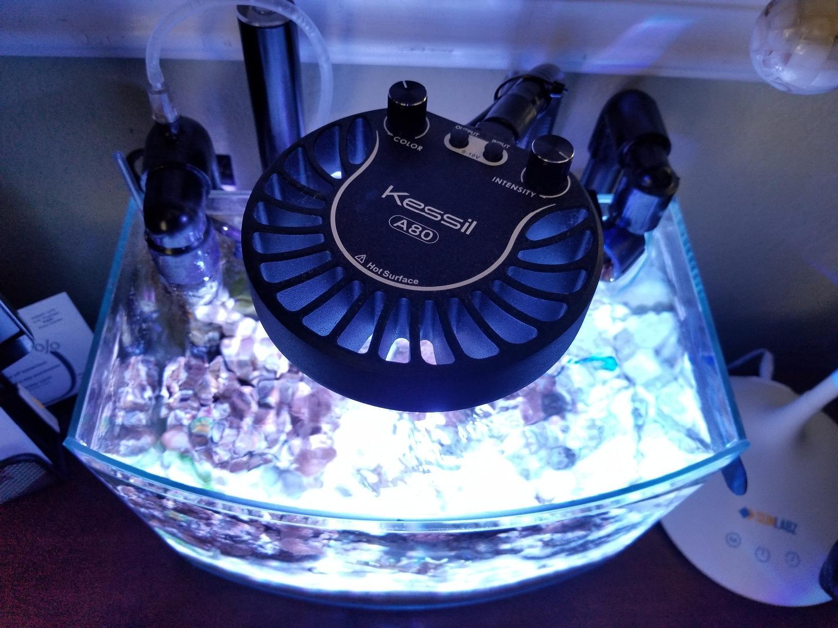 Kessil Tuna Blue A80 LED Light w/ mini gooseneck customer photo 1
