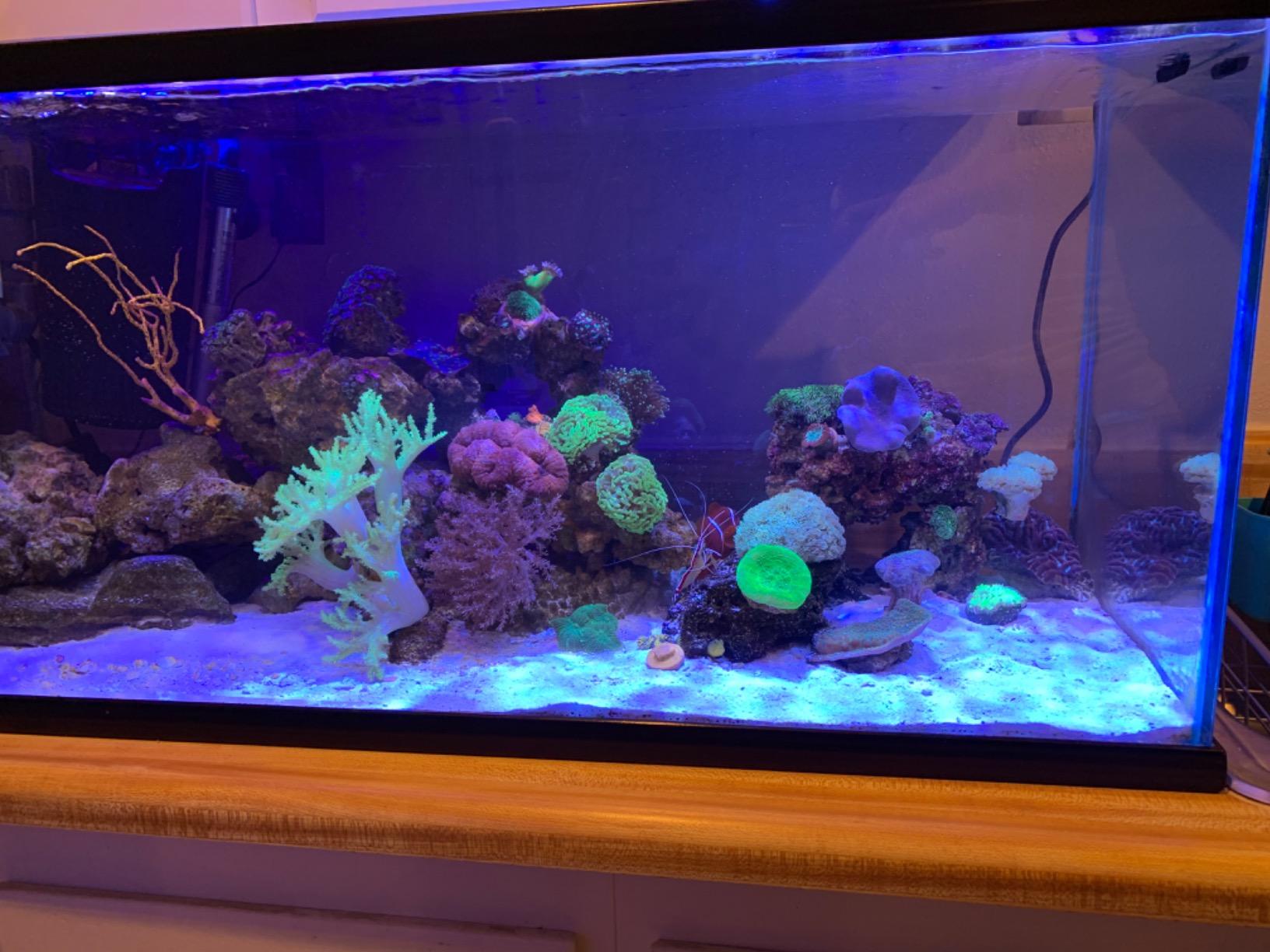 Kessil Tuna Blue A80 LED Light w/ mini gooseneck customer photo 2