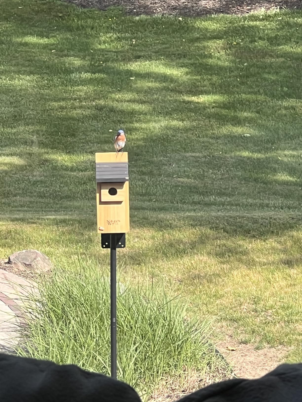 Wild Wings WWCH3 Cedar Blue Bird Box House customer photo 2