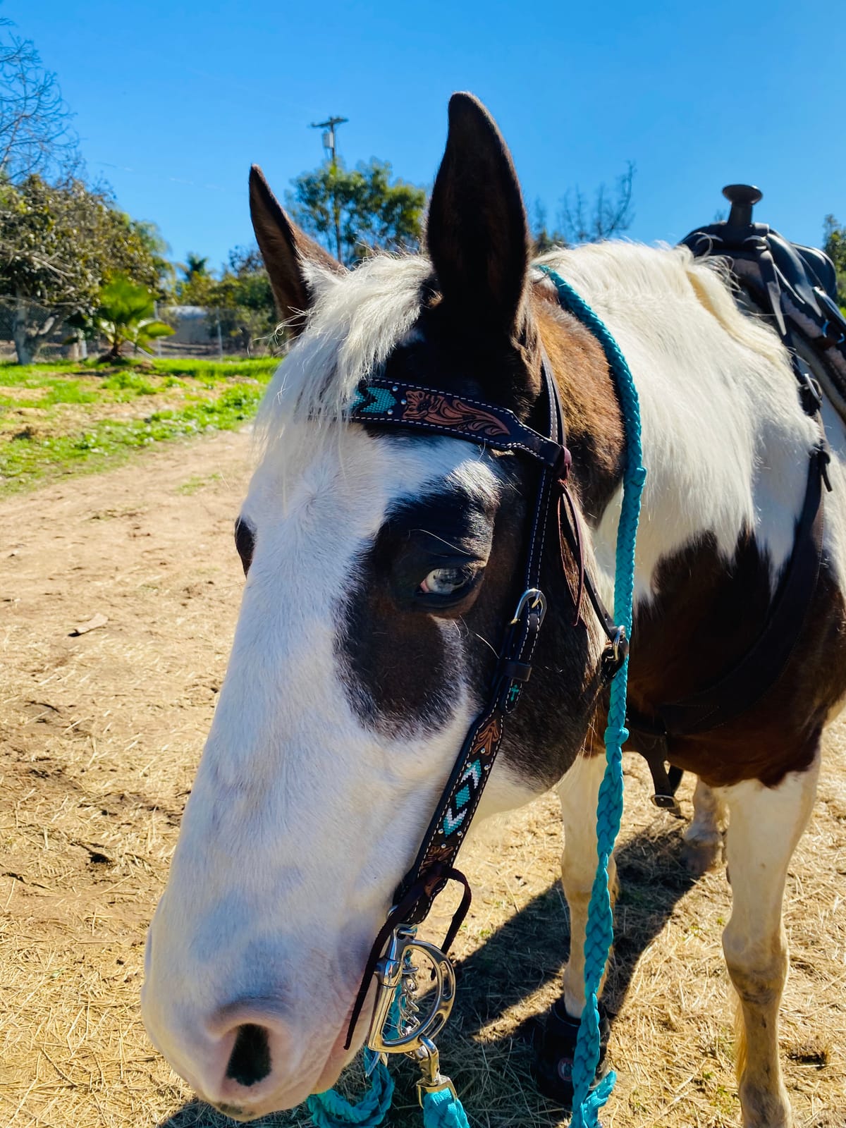 Weaver Equine Turquoise Diamond Beaded Horse Headstall, Leather Headstalls for Horses for Trail Riding, Durable Equine Supplies, Dark Oil customer photo 1
