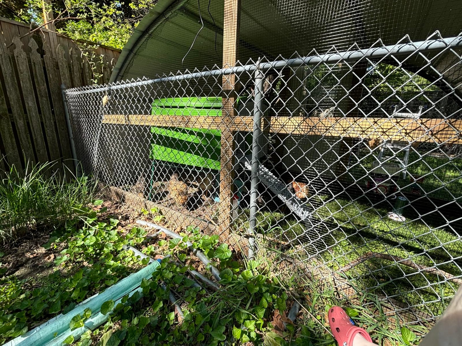 Omlet Eglu Cube Large Chicken Coop | Easy to Clean Plastic Chicken Tractor | The Most Secure Hen House for Complete Peace of Mind | Weatherproof Cool in Summer and Warm in Winter | Green customer photo 1