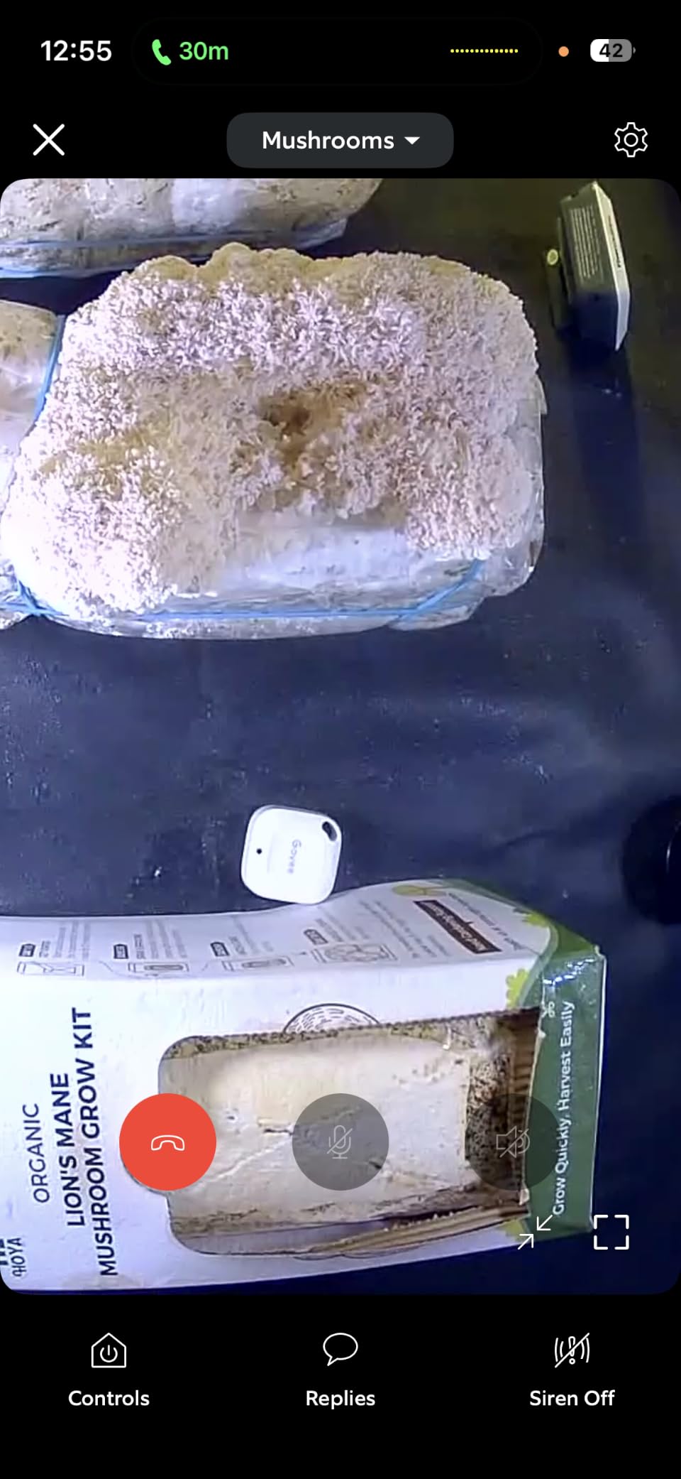 North Spore Organic Lion's Mane Mushroom Grow Kit, 4 lbs customer photo 2