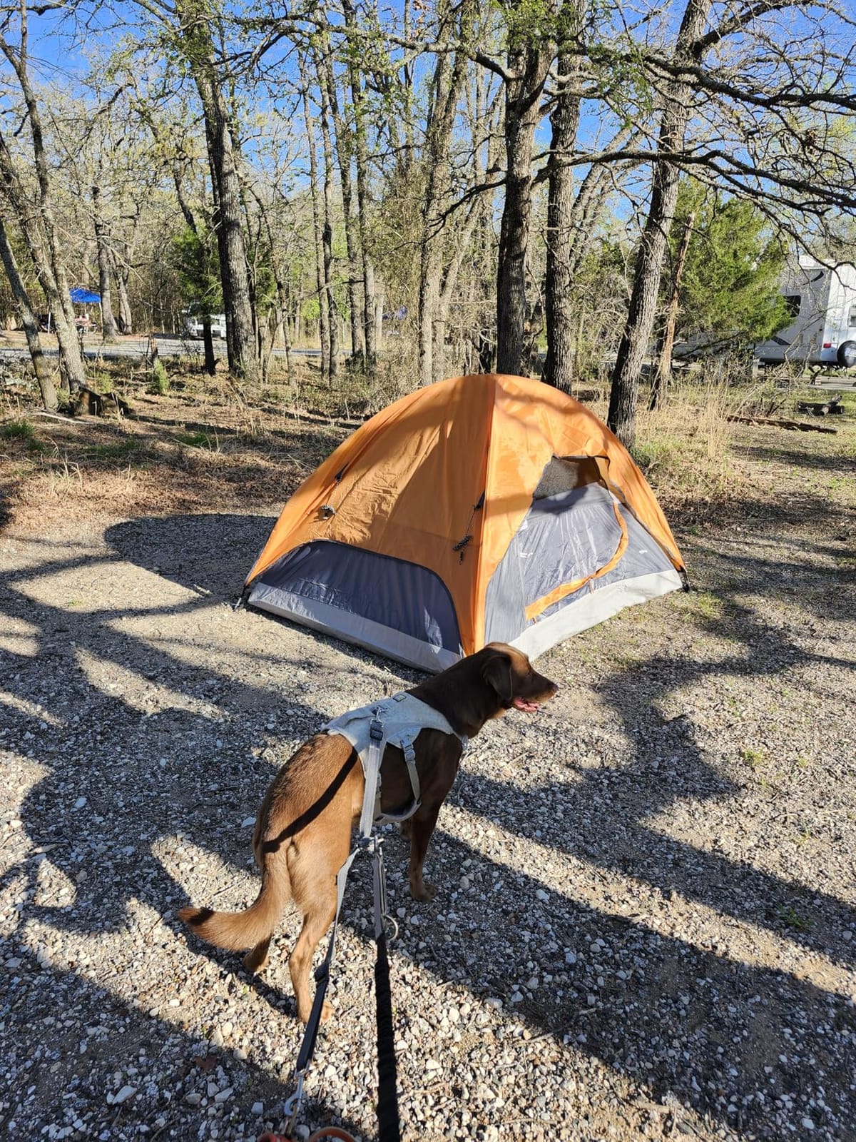 Amazon Basics Camping Tent, 3-Season Dome Design with Rainfly customer photo 2