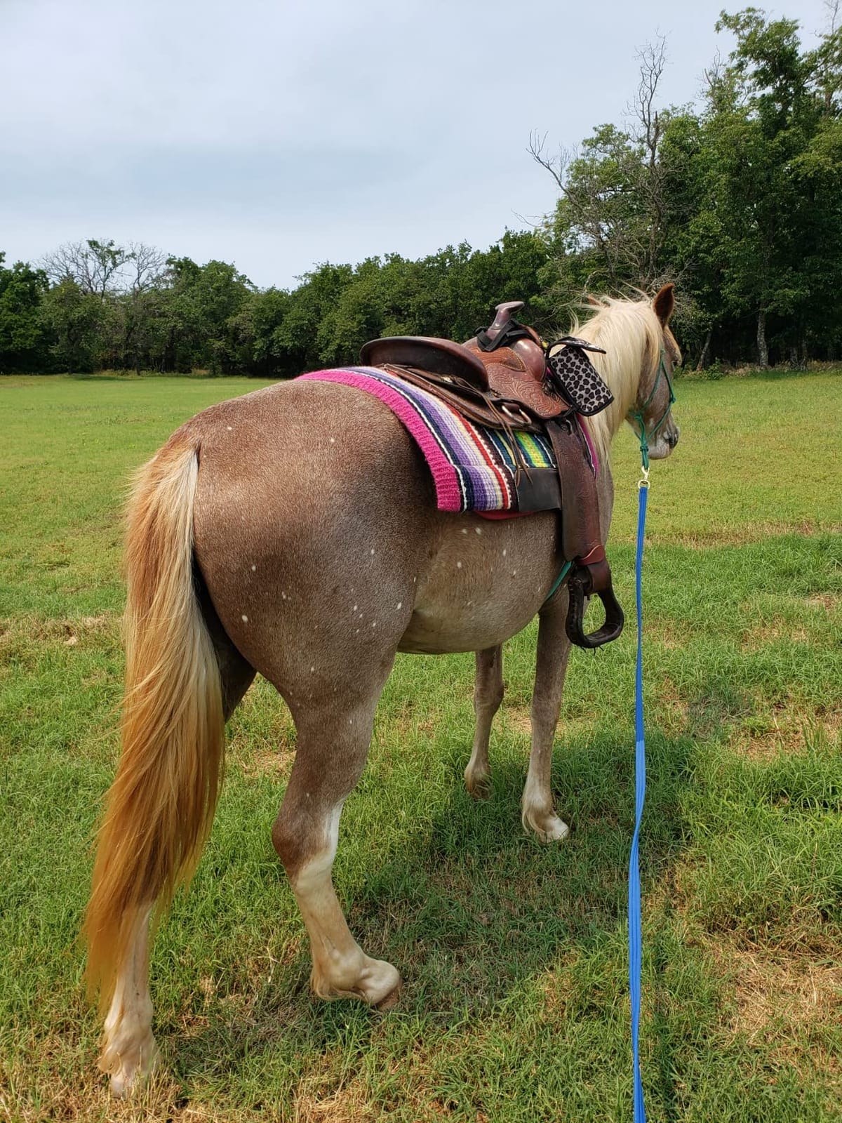 ECP Equine Comfort Products All Purpose Diamond Quilted Western Saddle Pad for Injury Prevention, Breathable, Hypoallergenic, Shock-Absorbing Cushion for Horse Comfort customer photo 2