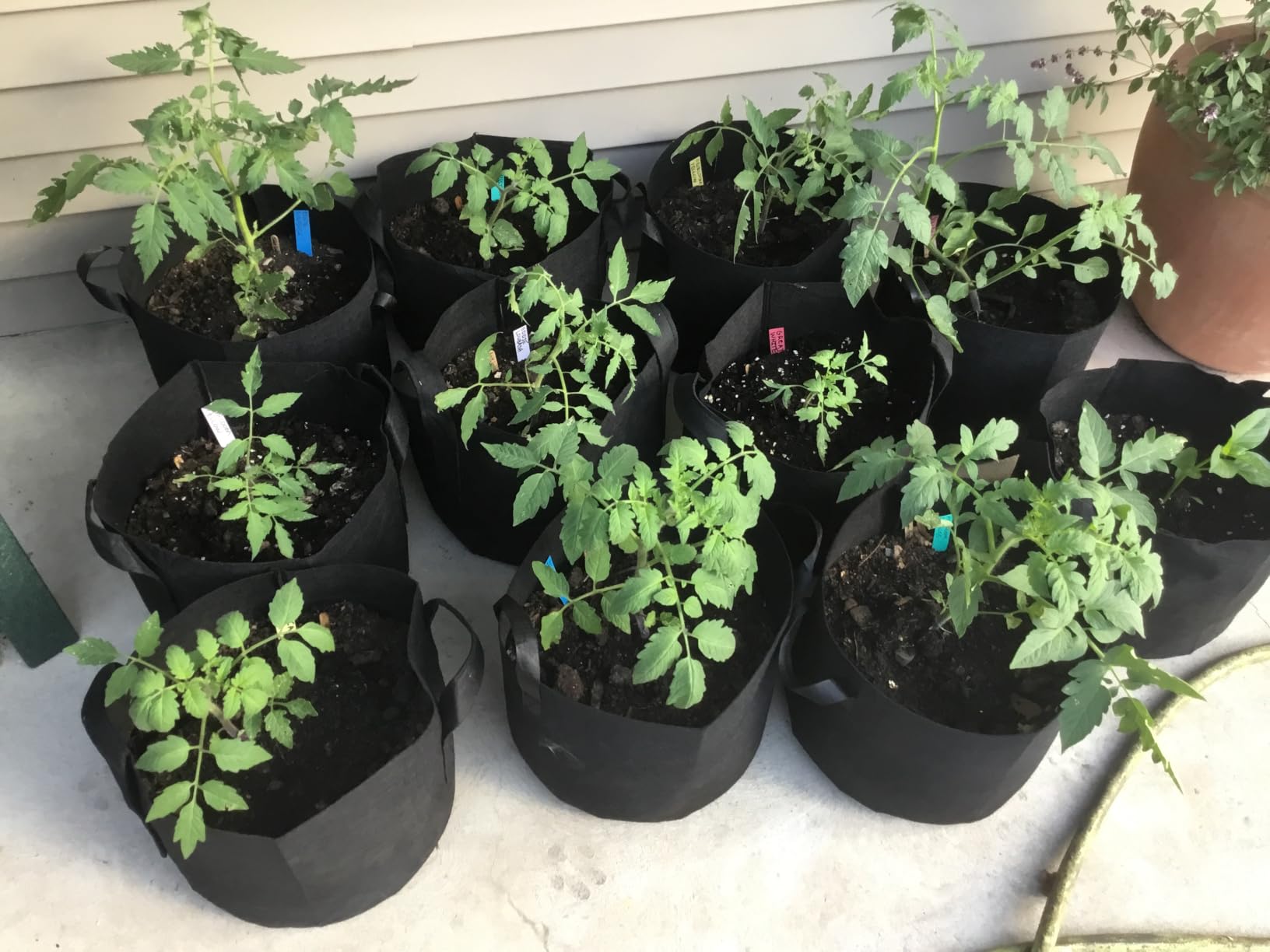 Gardzen 10-Pack 10 Gallon Grow Bags Fabric Pots with Heavy Duty Handles customer photo 1
