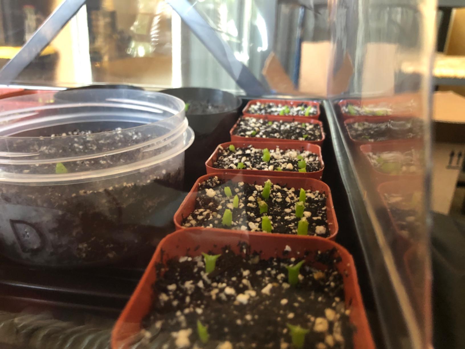 SOLIGT Thick Plastic 3-Set Strong Seed Starter Trays with 5