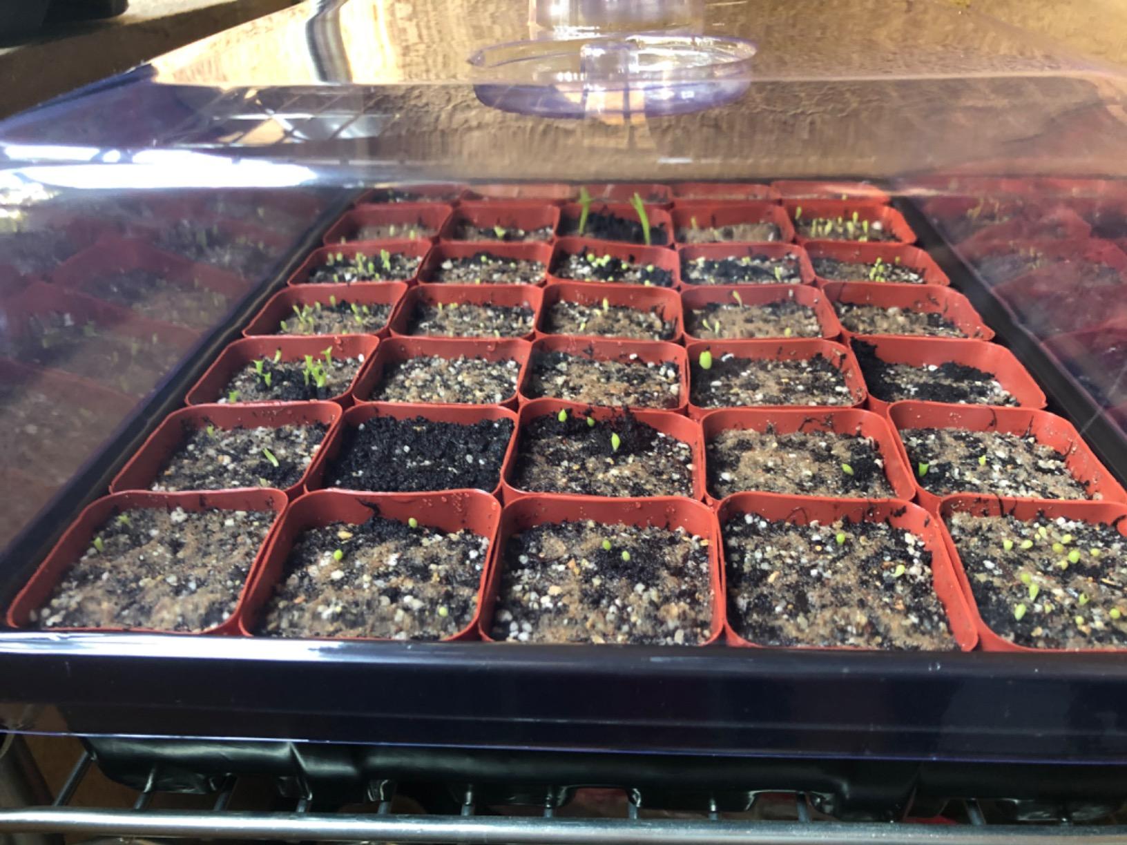 SOLIGT Thick Plastic 3-Set Strong Seed Starter Trays with 5