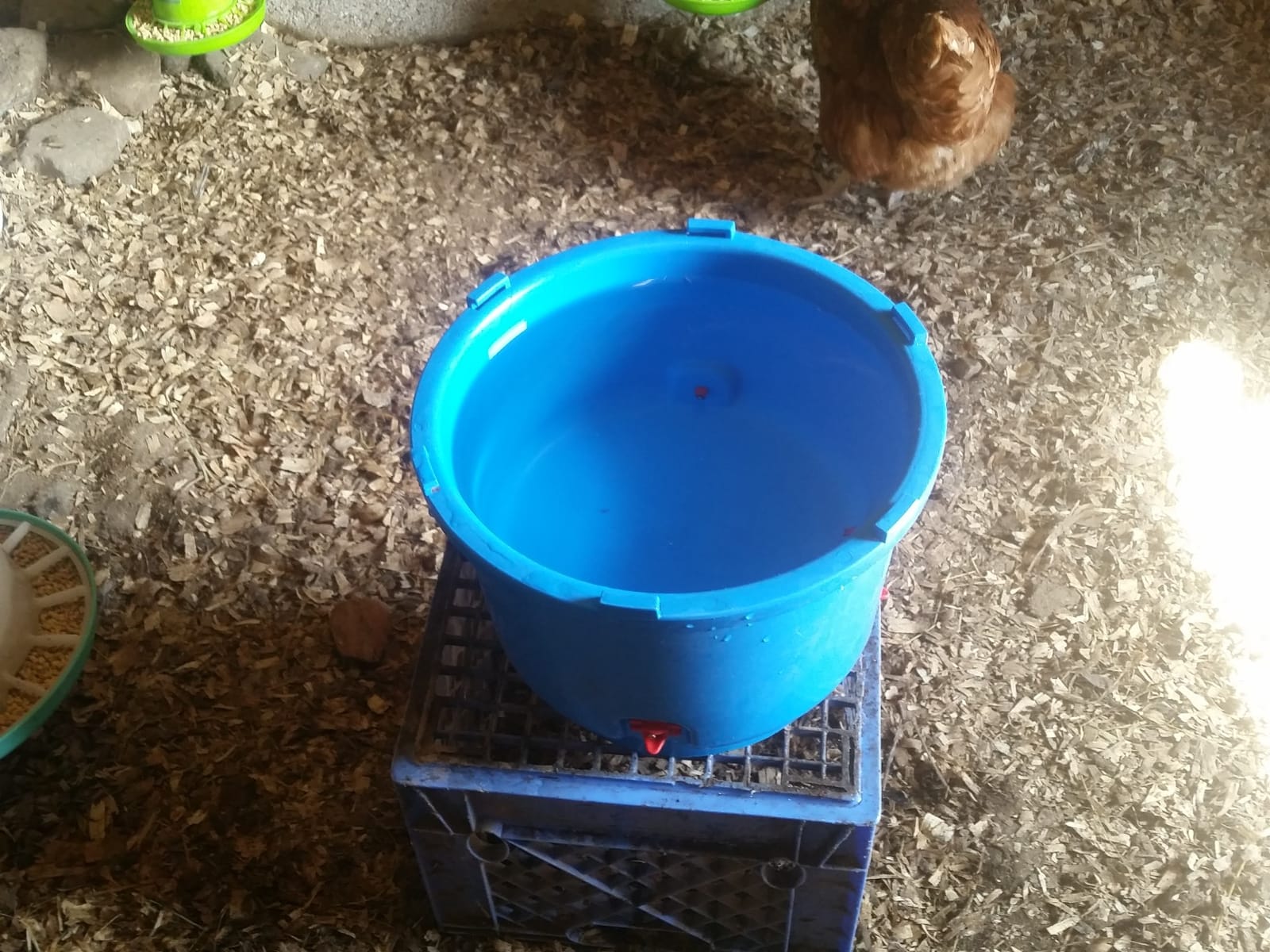 Premier 1 All-Season Heated Poultry Waterer for Chickens & Ducks – 3 Gallon customer photo 1
