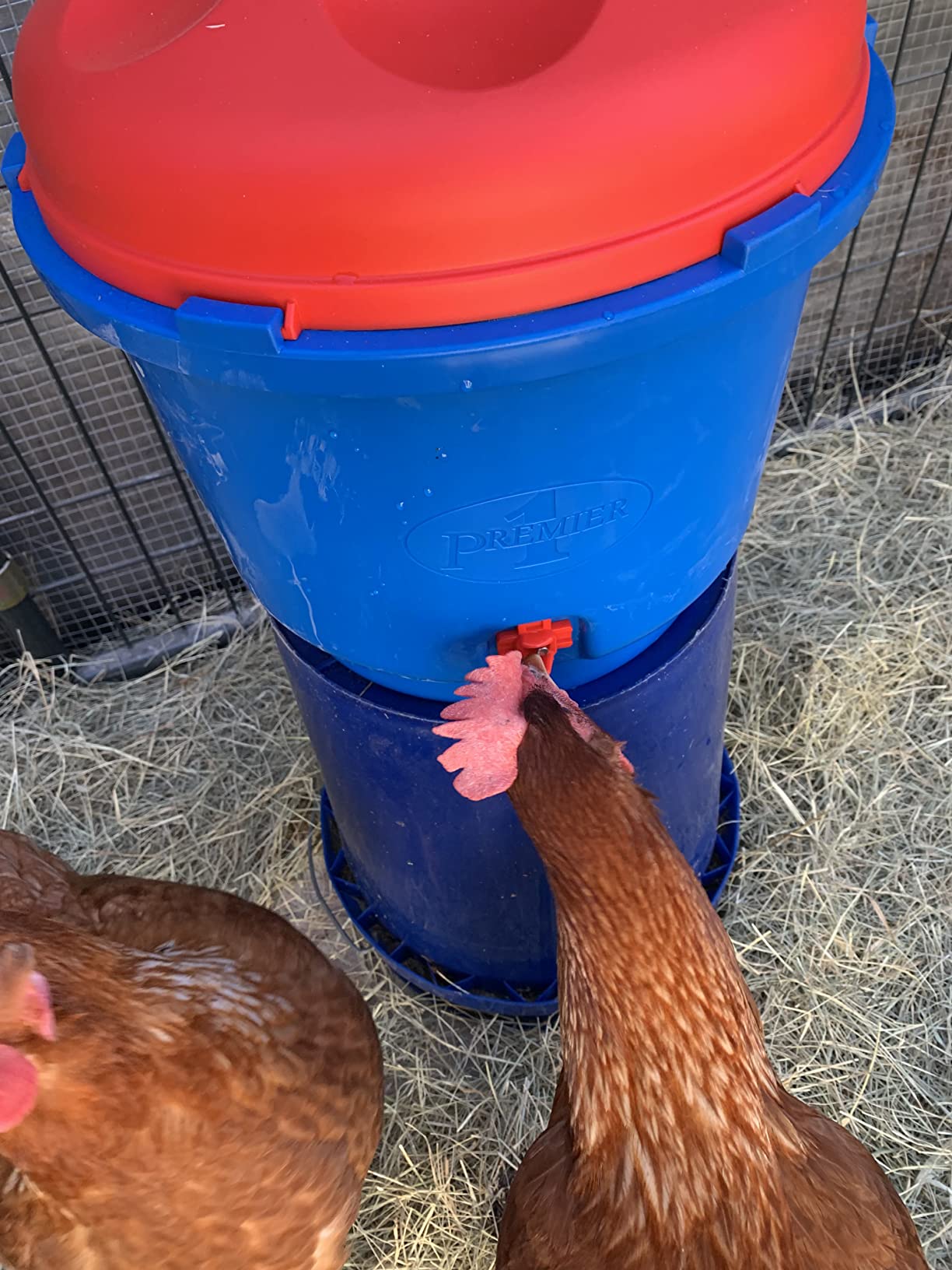 Premier 1 All-Season Heated Poultry Waterer for Chickens & Ducks – 3 Gallon customer photo 2