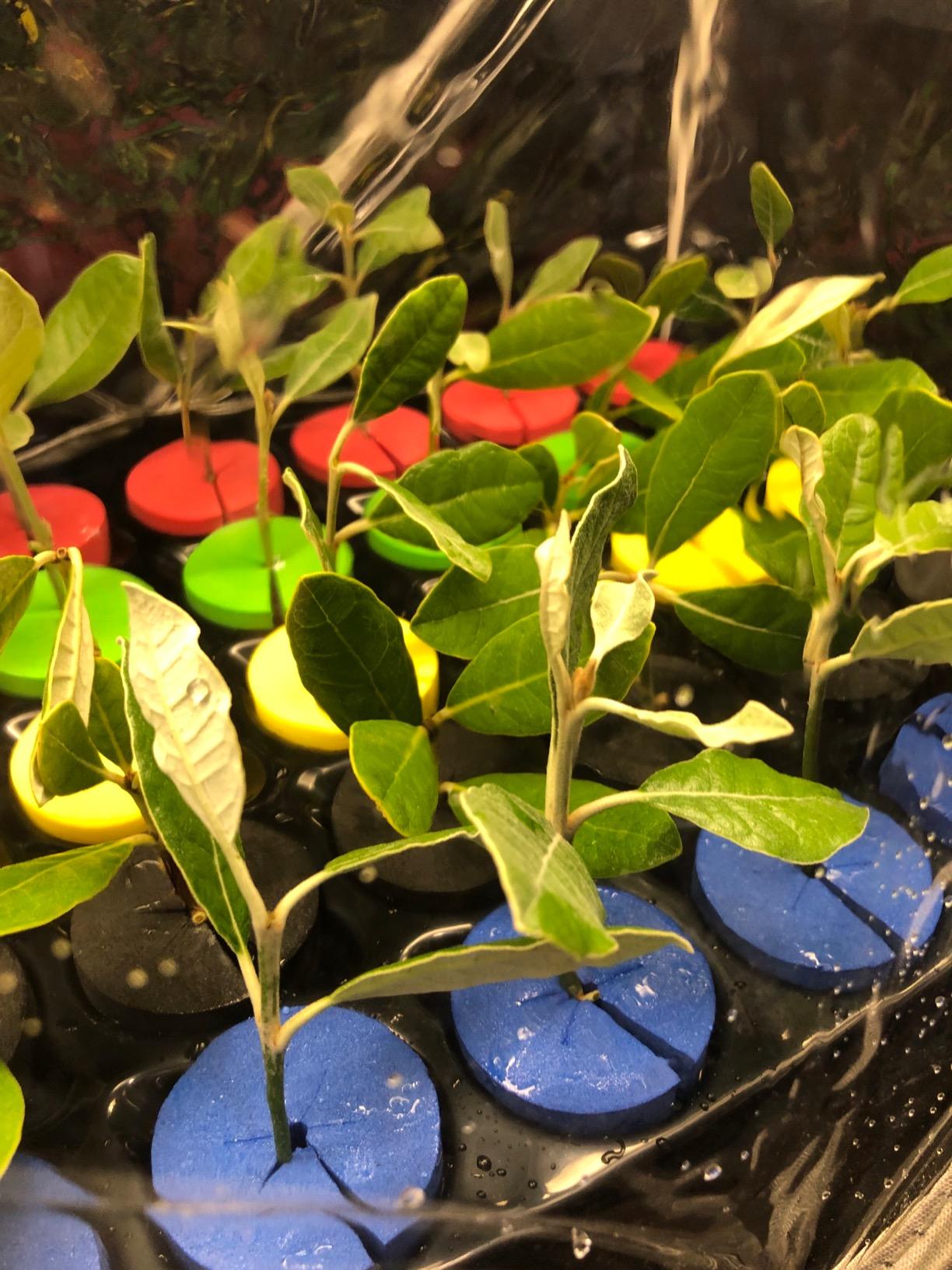 Aeroponic Cloner Machine, Cloning Machine 35 Site for Cutting Rooting Germination Kit Using 1.625 inch Neoprene Clone Inserts customer photo 1
