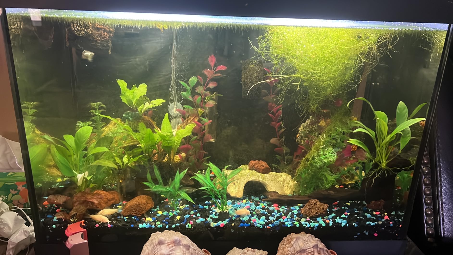 hygger Aquarium Strong Magnetic Cleaner Algae Magnet Cleaning Tool with Scraper Floating Brush for Fish Glass Tank S customer photo 1
