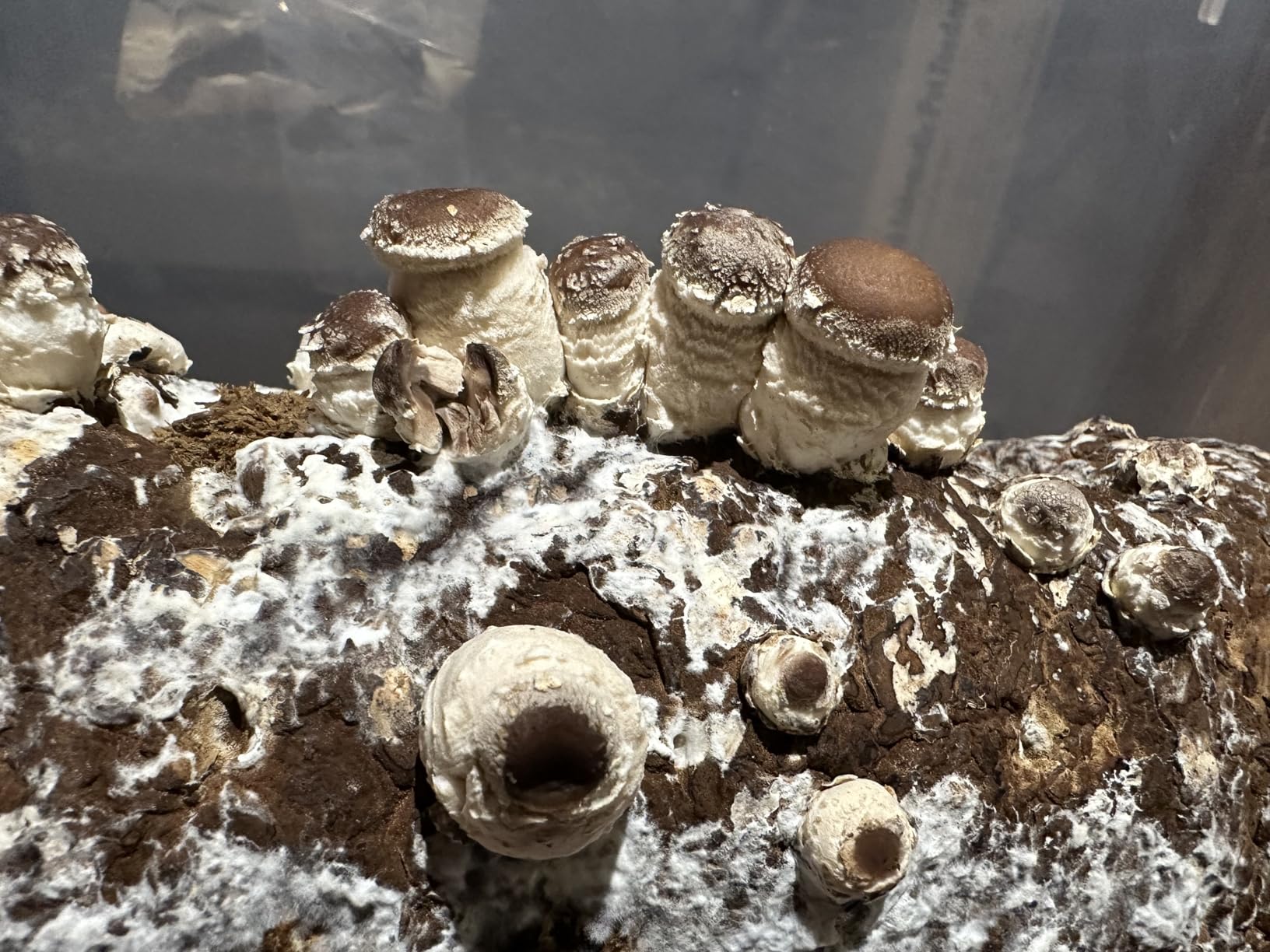 Root Mushroom Farm-Shiitake Mushroom Grow Kit-Starting Right Away Once Received customer photo 1
