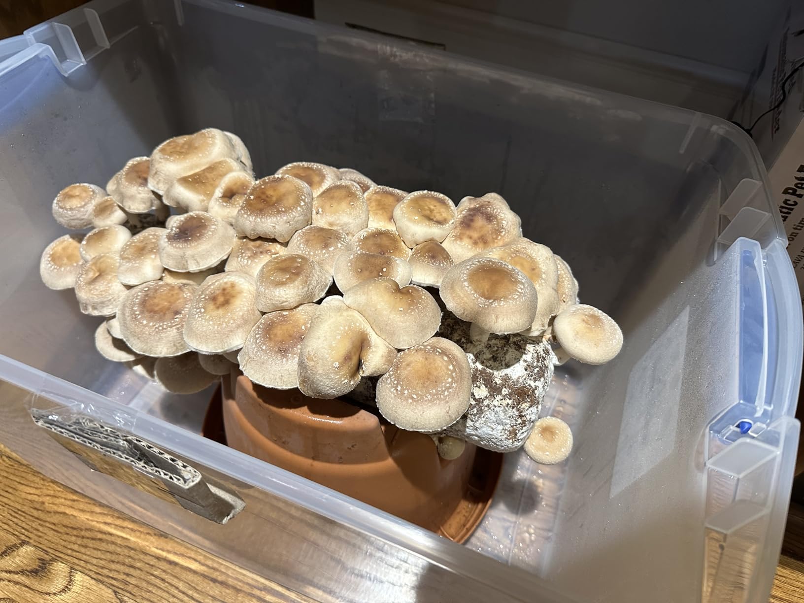 Root Mushroom Farm-Shiitake Mushroom Grow Kit-Starting Right Away Once Received customer photo 2