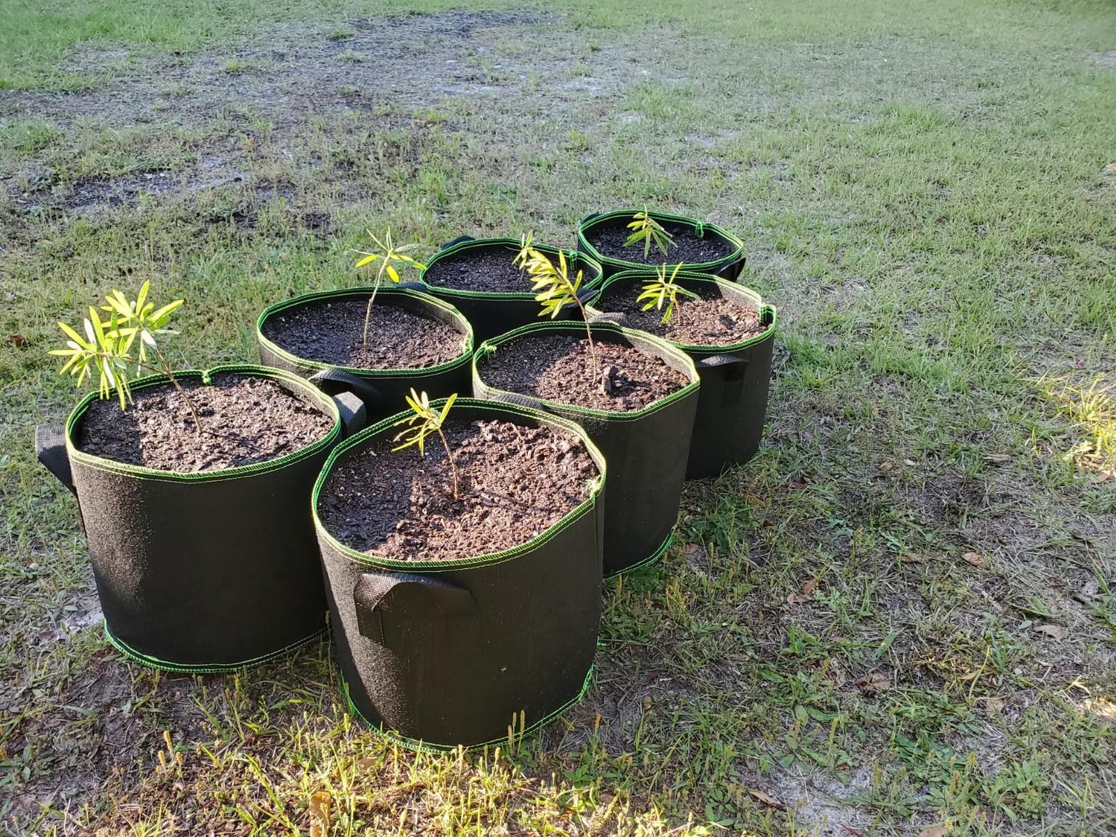 Delxo Garden Grow Bags 10-Pack 5 Gallon Heavy Duty Non-Woven Plant Growing Bags with Handles Fabric Pots Breathable Drainage Planters for Planting Vegetables, Flower, Fruits (Black) customer photo 1