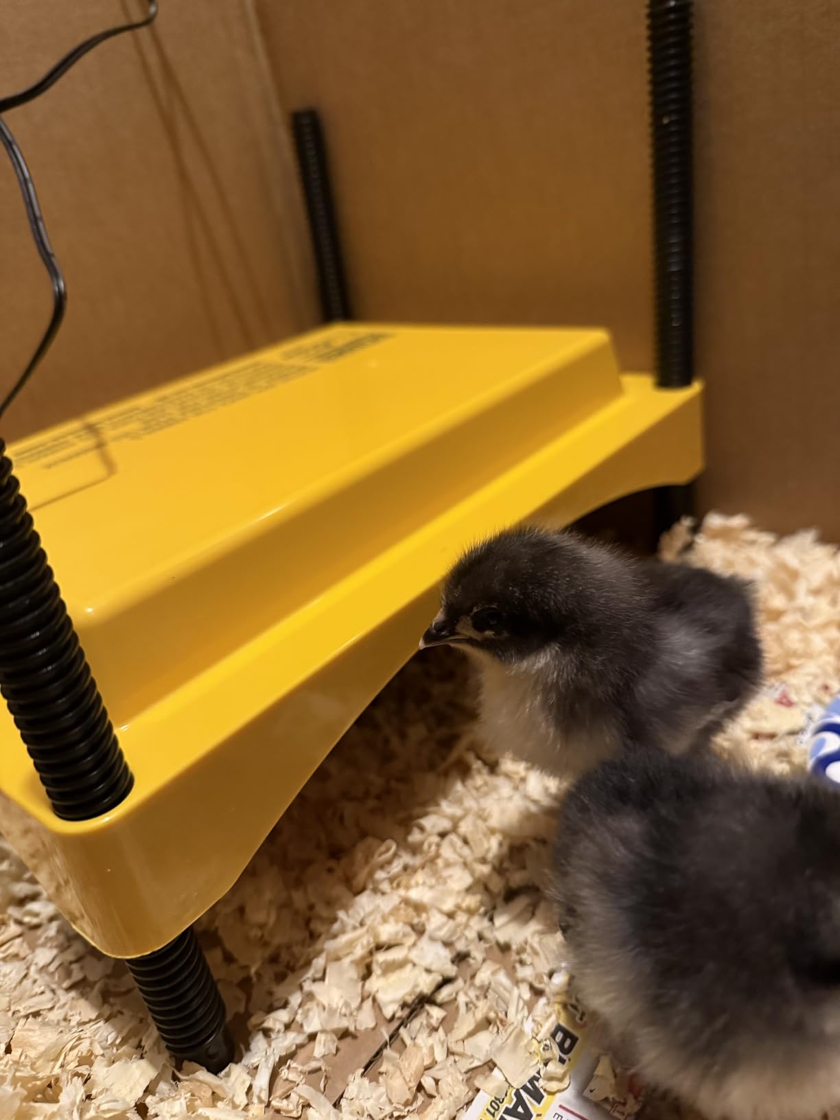 Brinsea Ecoglow Safety 600 Chick or Duckling Brooder, Up to 20 Chicks customer photo 2