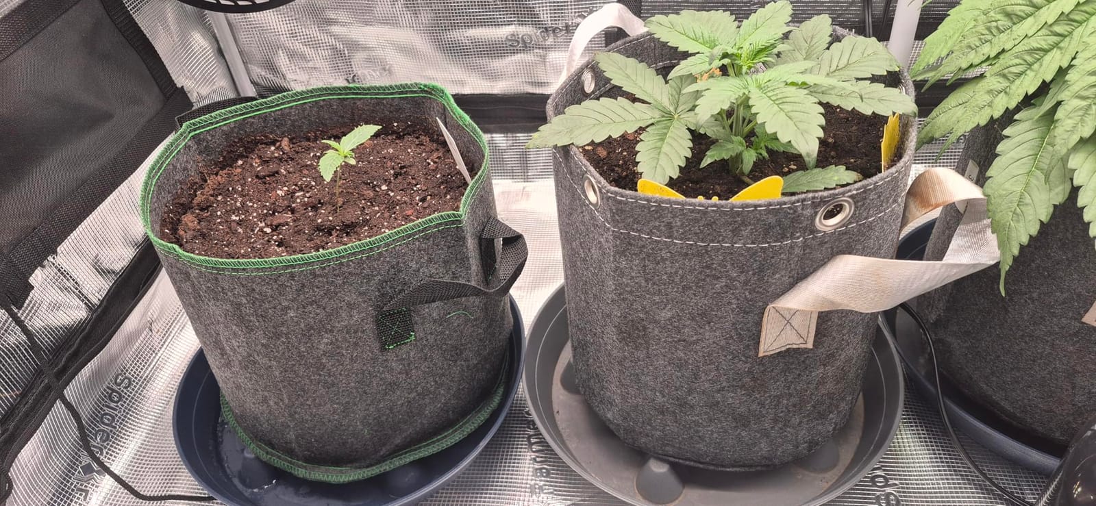 HORTIPOTS Fabric Pots 1 Gallon Non So Floppy Air Pruning Cloth Grow Bags Black Gray (Pack of 6) customer photo 2
