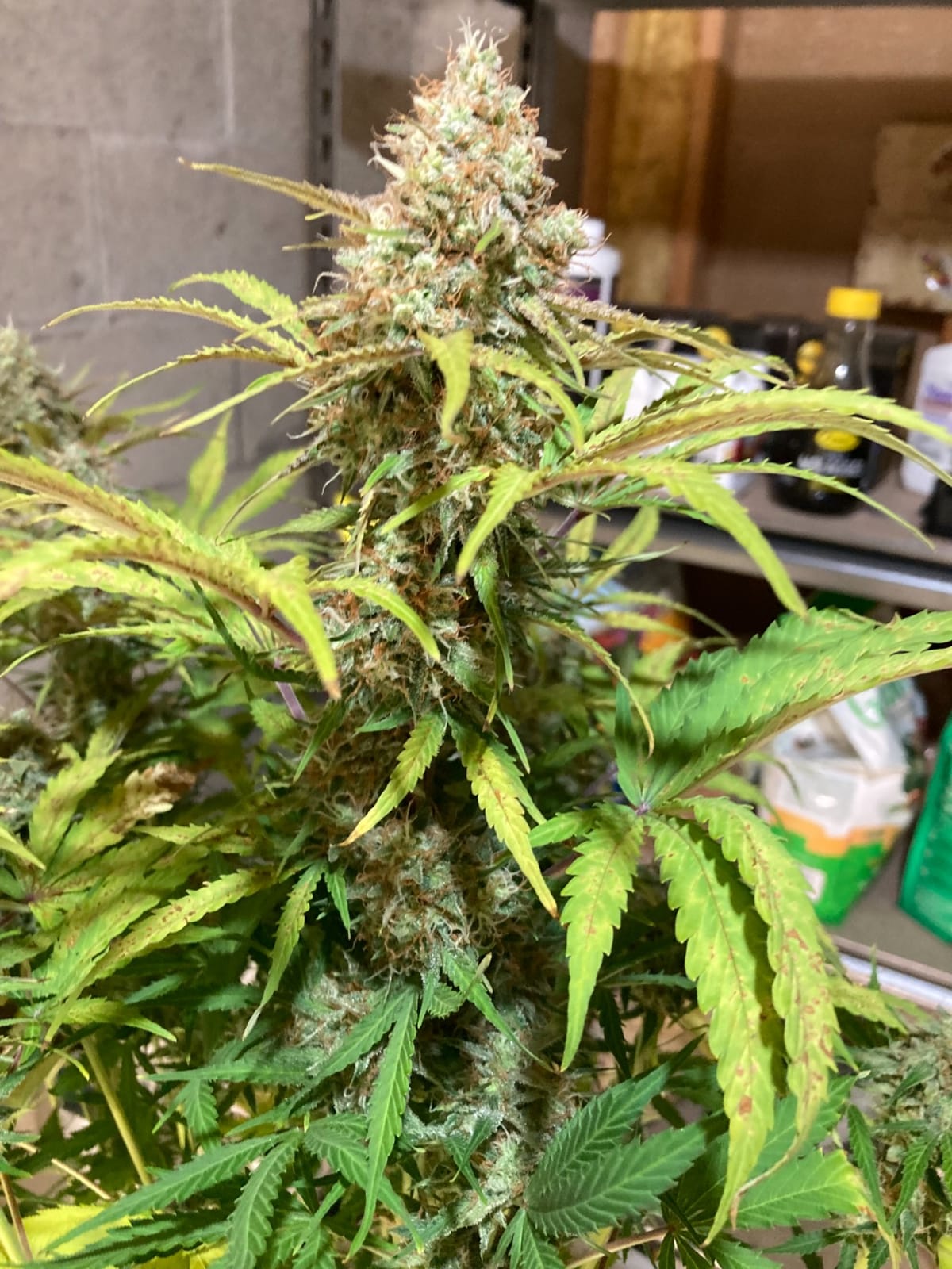 MARS HYDRO 150W TS1000 LED Grow Light for Indoor Plants Full Spectrum customer photo 1