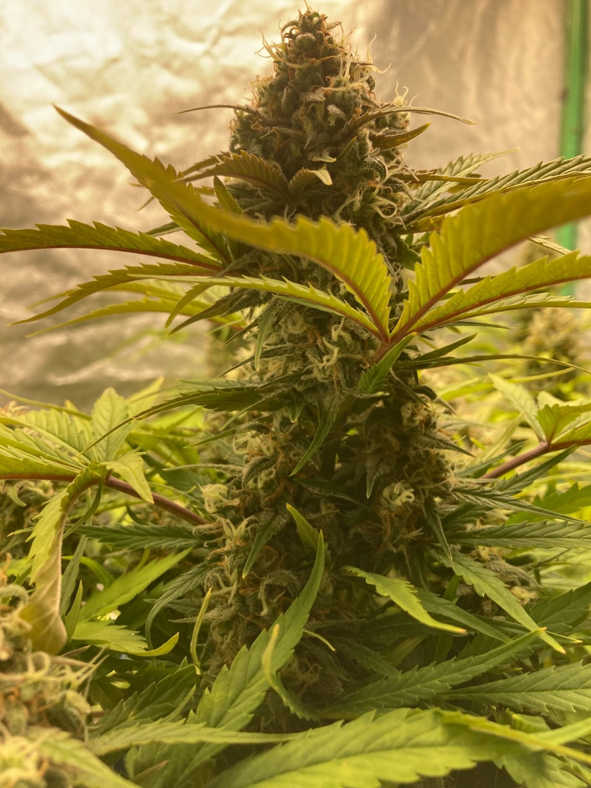 MARS HYDRO 150W TS1000 LED Grow Light for Indoor Plants Full Spectrum customer photo 2