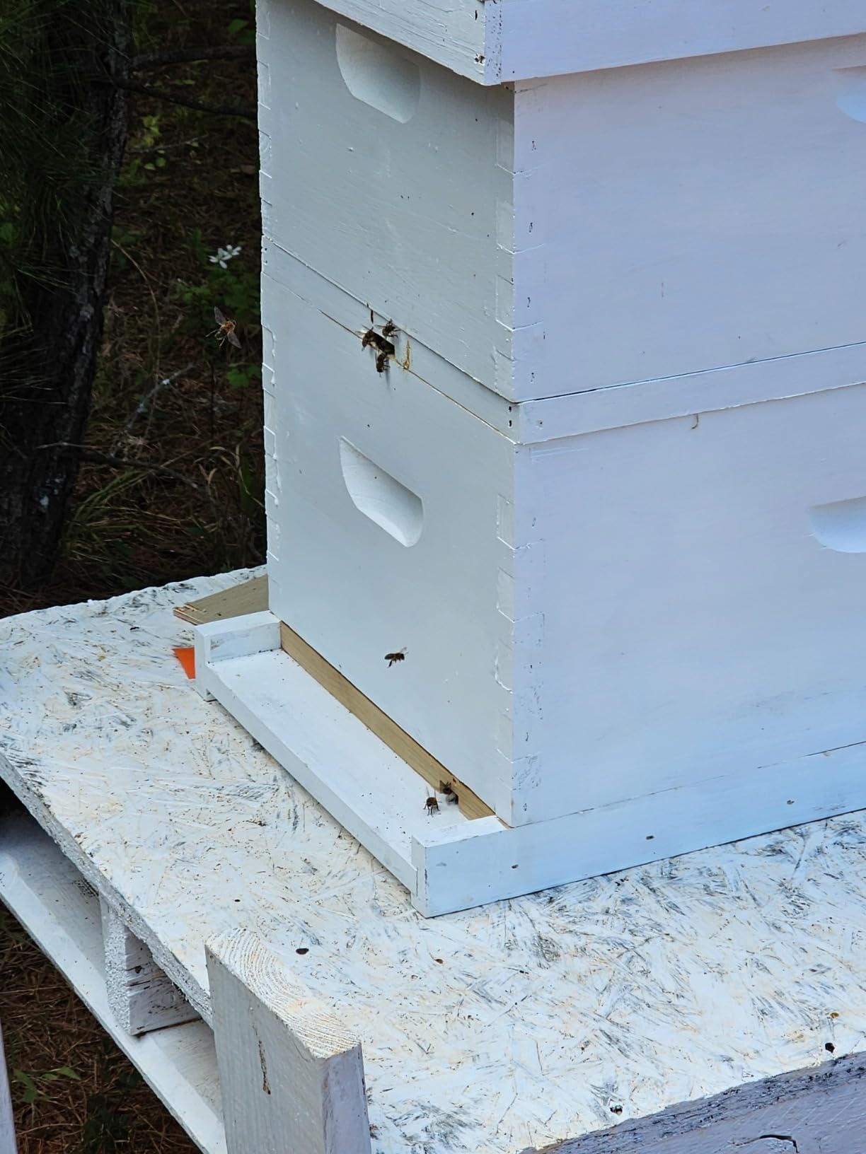 NuBee 8-Frame Beehive Kit – Unassembled Langstroth Hive with 2 Deep & 1 Medium Boxes, Frames & 100% Wax-Coated Foundations | Lightweight Fir & Pine Construction customer photo 1