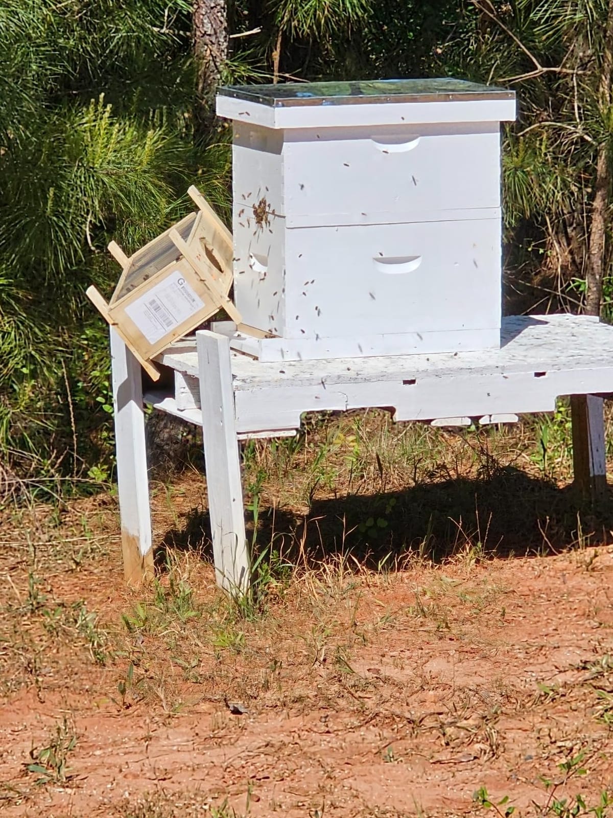NuBee 8-Frame Beehive Kit – Unassembled Langstroth Hive with 2 Deep & 1 Medium Boxes, Frames & 100% Wax-Coated Foundations | Lightweight Fir & Pine Construction customer photo 2